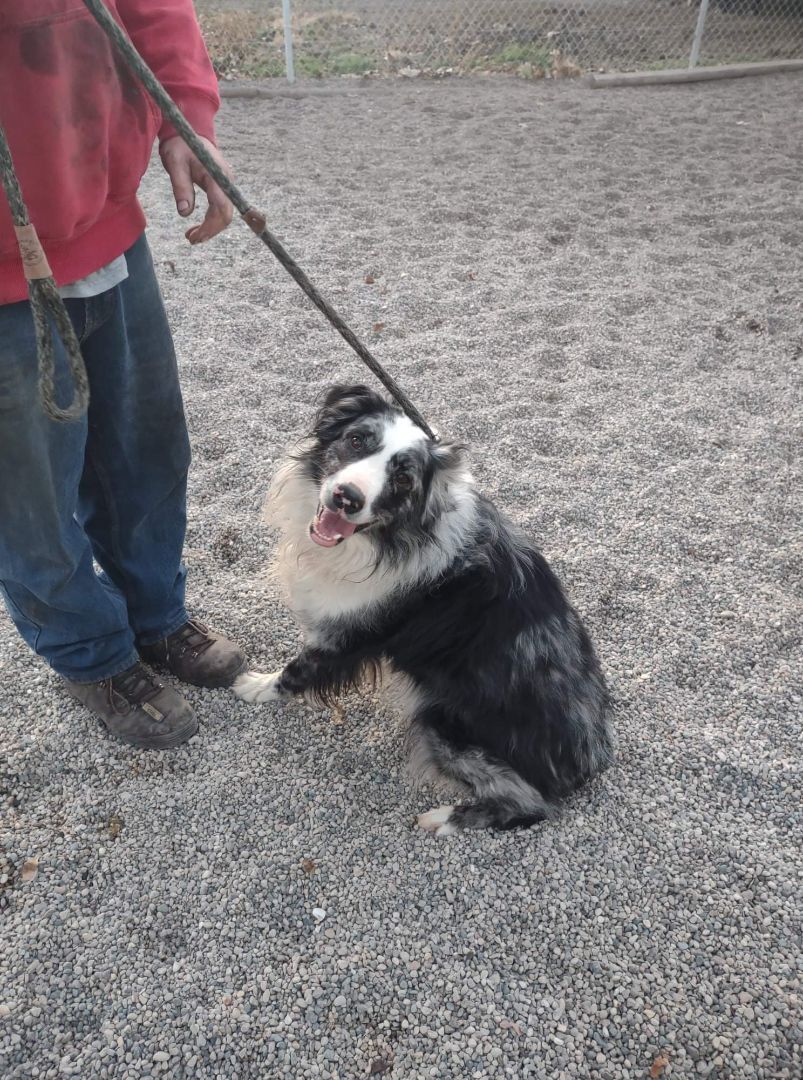 Patches photo 1
