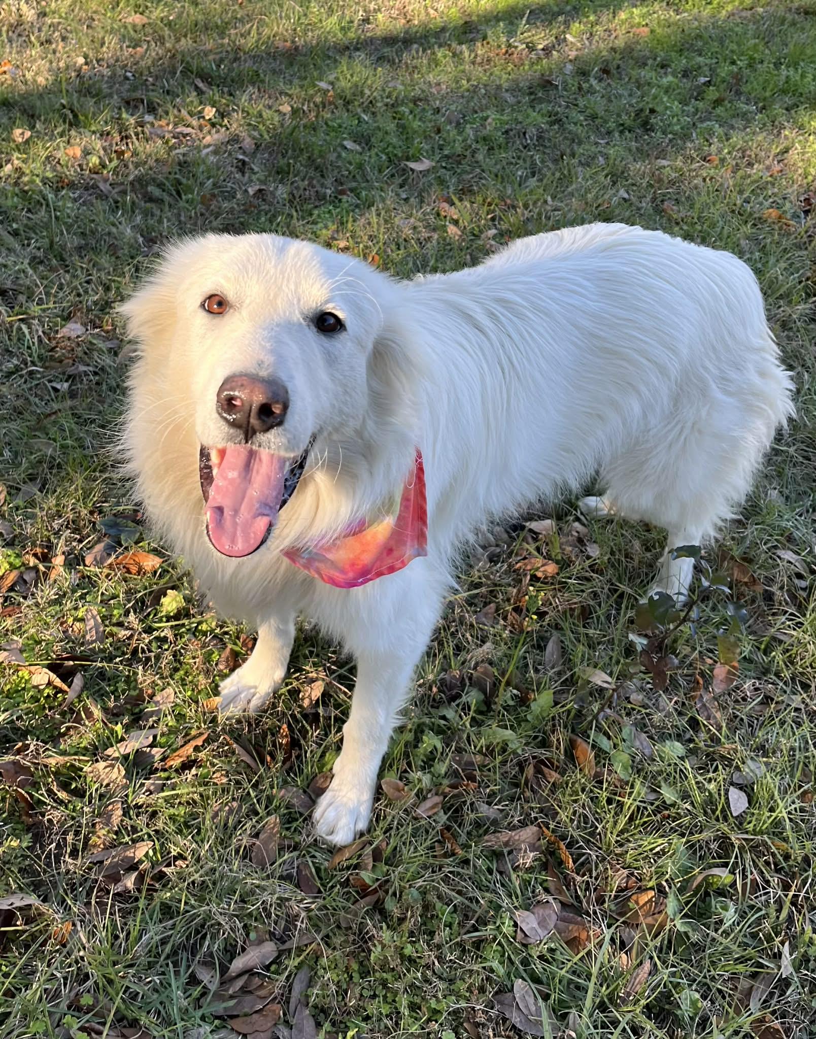 Enlarge Brie, a Adoptable Great Pyrenees in Oakland, NJ image 2/6