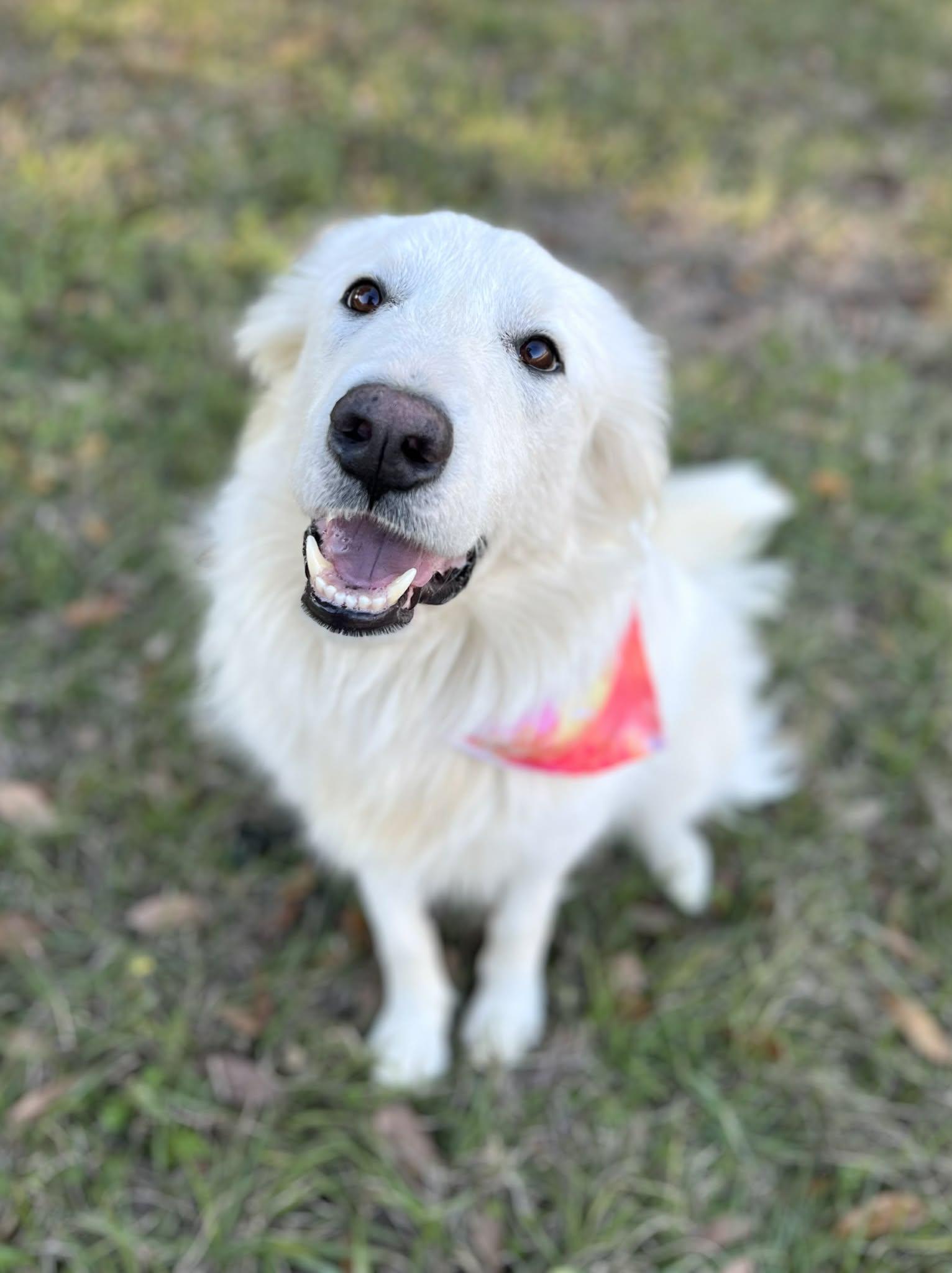 Enlarge Brie, a Adoptable Great Pyrenees in Oakland, NJ image 5/6