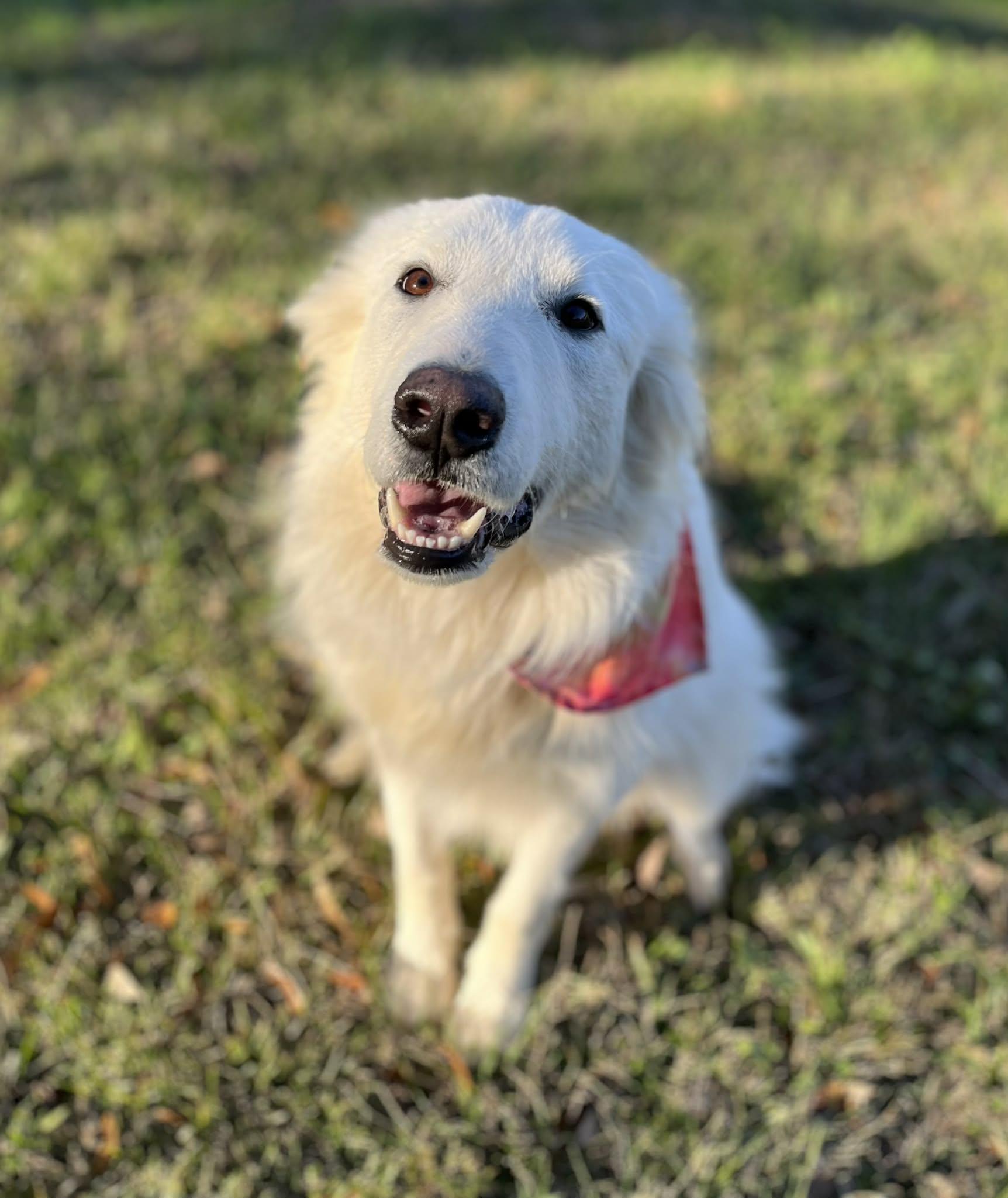 Brie, Adoptable, Young Female Great Pyrenees.