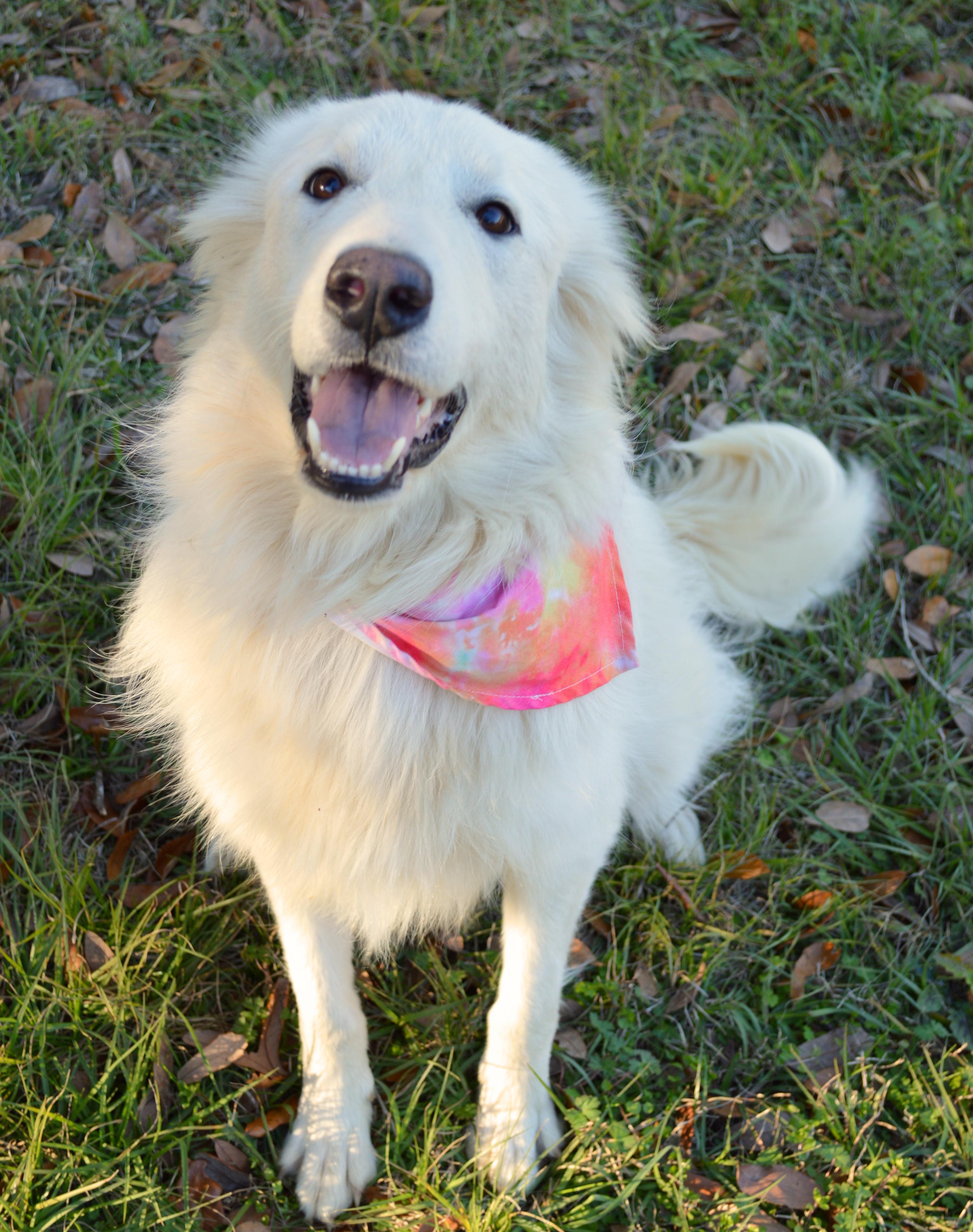 Enlarge Brie, a Adoptable Great Pyrenees in Oakland, NJ image 3/6