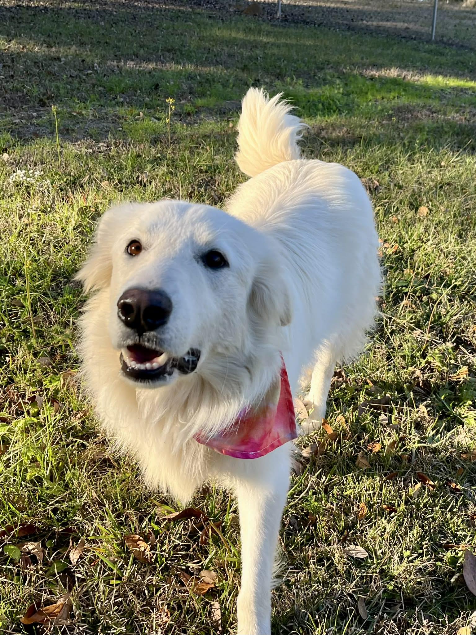 Enlarge Brie, a Adoptable Great Pyrenees in Oakland, NJ image 4/6