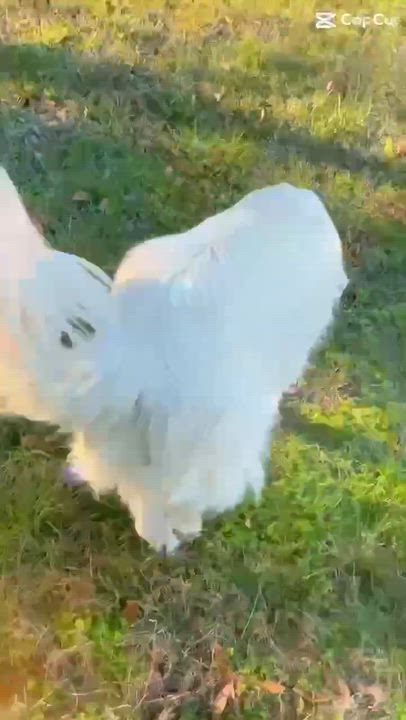 Enlarge Brie, a Adoptable Great Pyrenees in Oakland, NJ video 6/6