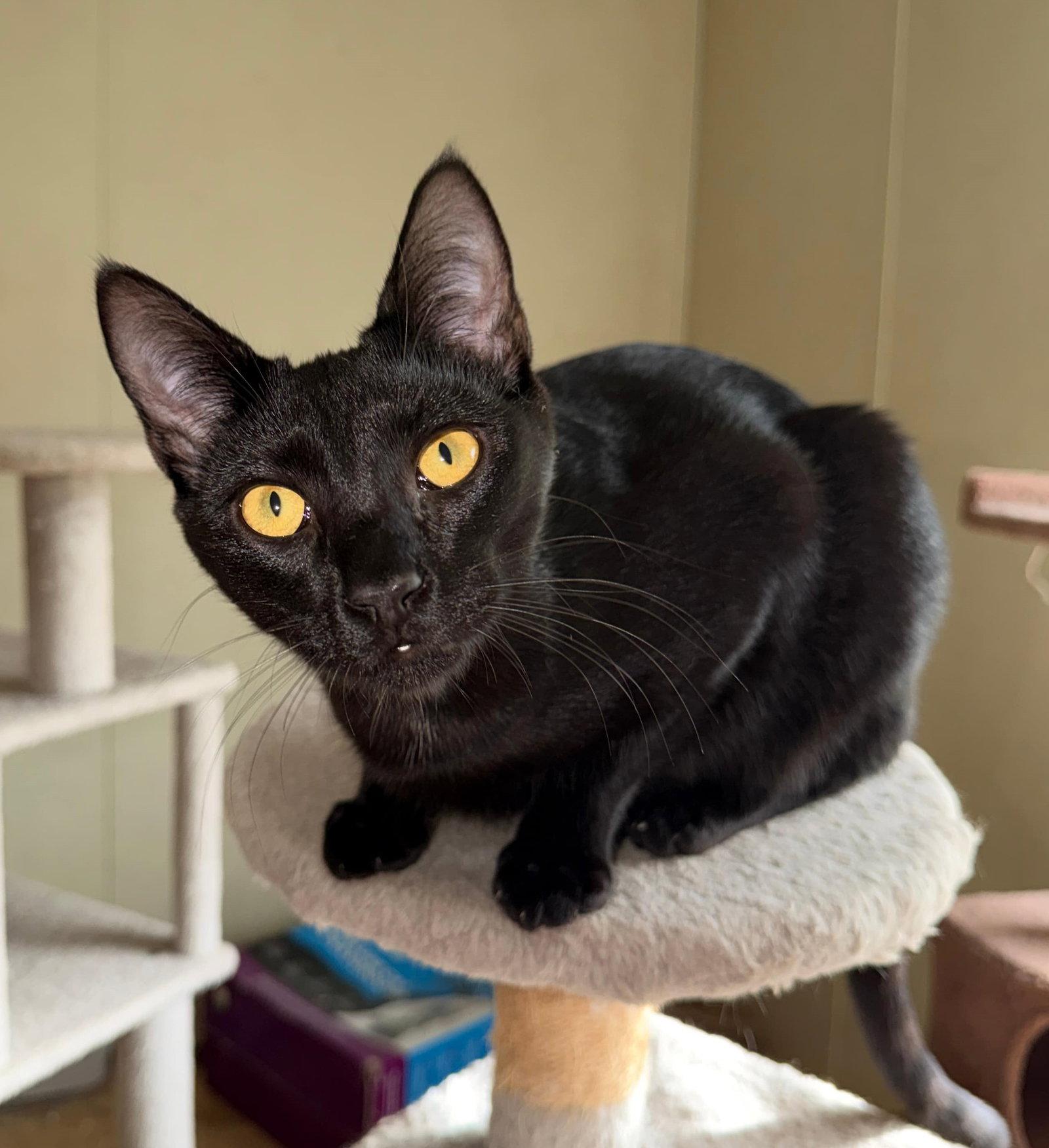 Fredrick, Adoptable, Young Male Domestic Short Hair & Bombay.
