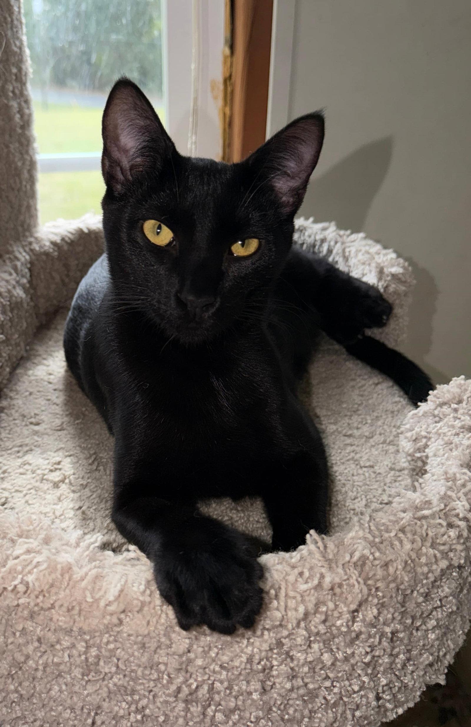 Enlarge Fredrick, a Adoptable mixed breed in Attalla, AL image 2/3