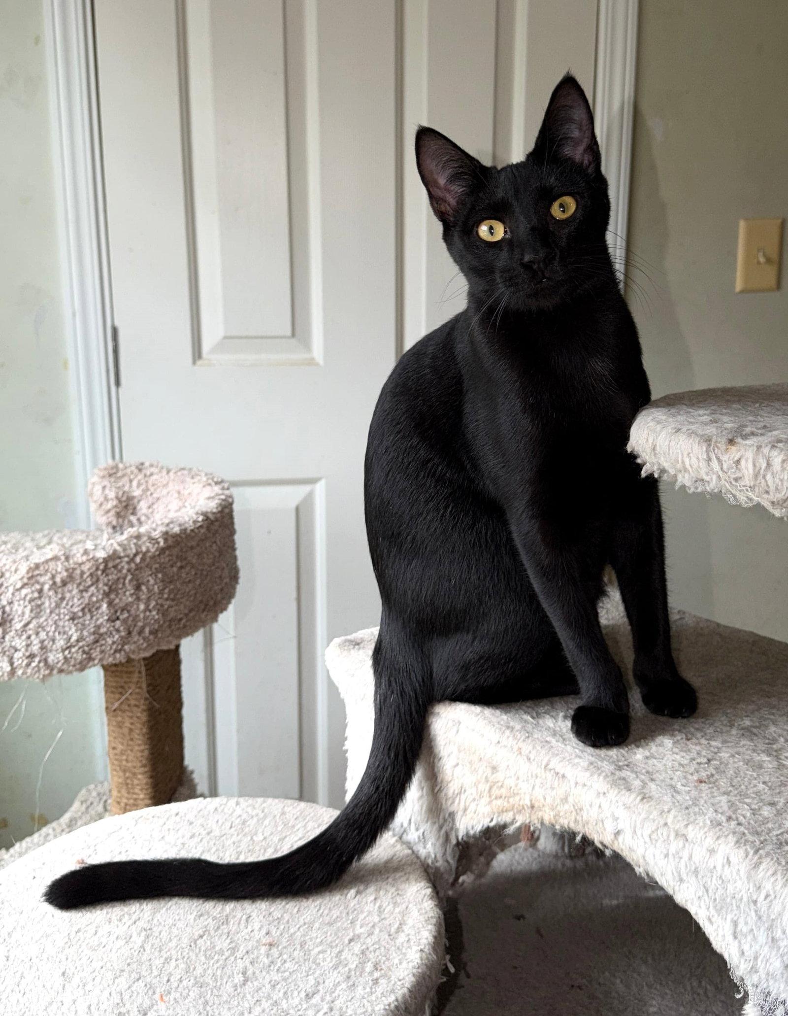 Enlarge Fredrick, a Adoptable mixed breed in Attalla, AL image 3/3