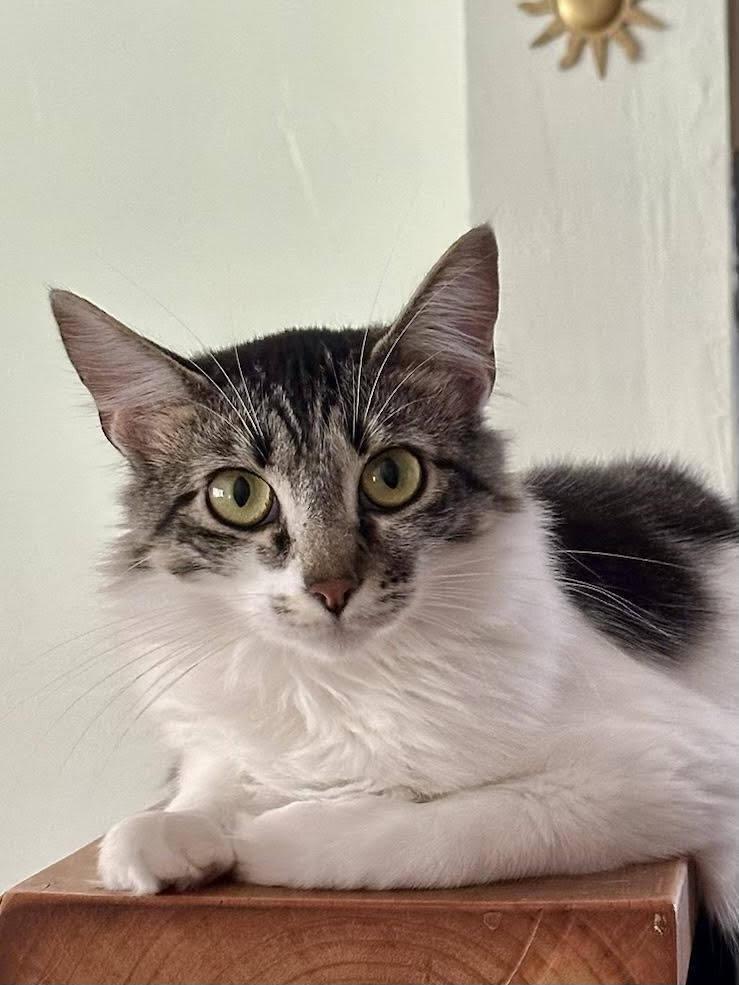 PESTO, Adoptable, Adult Female Domestic Medium Hair.
