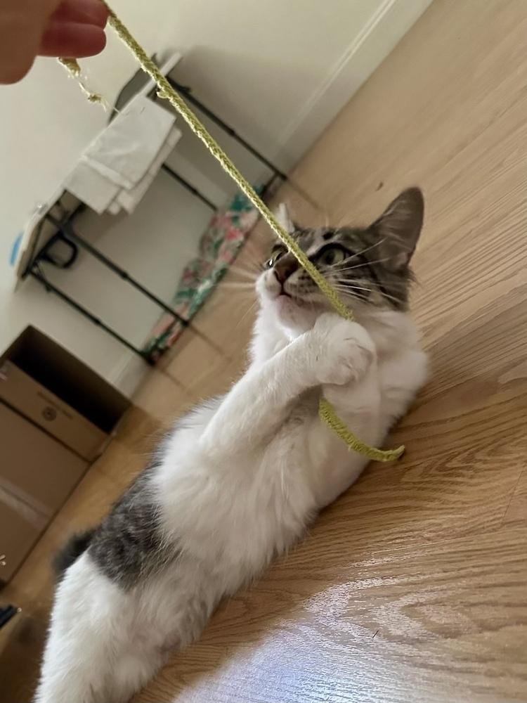 Enlarge PESTO, a Adoptable Domestic Medium Hair in Broomfield, CO image 2/6