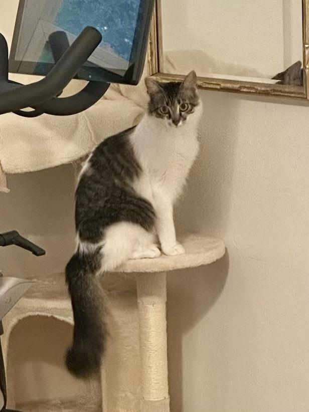 Enlarge PESTO, a Adoptable Domestic Medium Hair in Broomfield, CO image 3/6