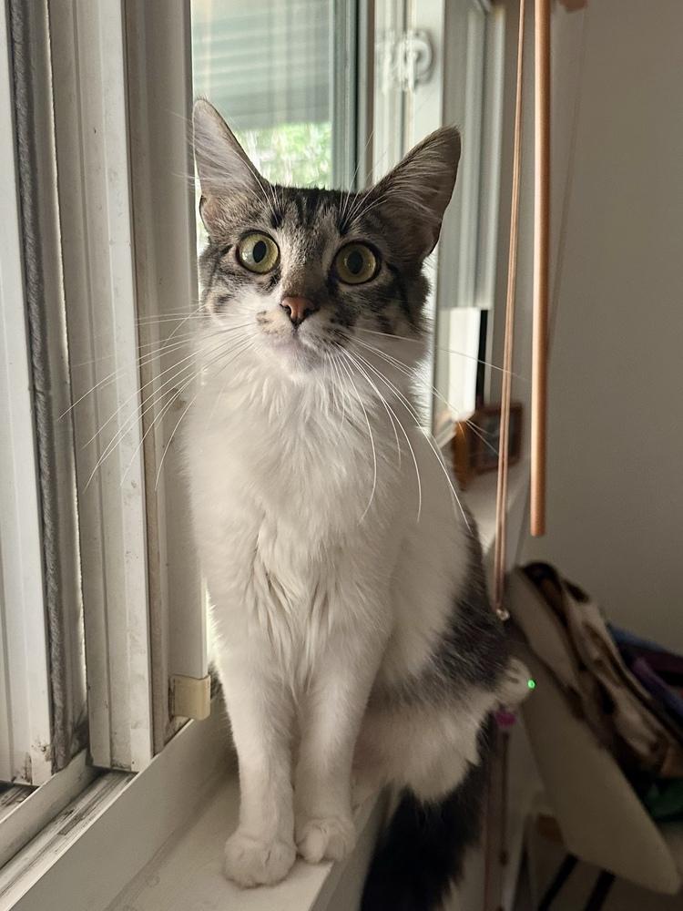 Enlarge PESTO, a Adoptable Domestic Medium Hair in Broomfield, CO image 5/6