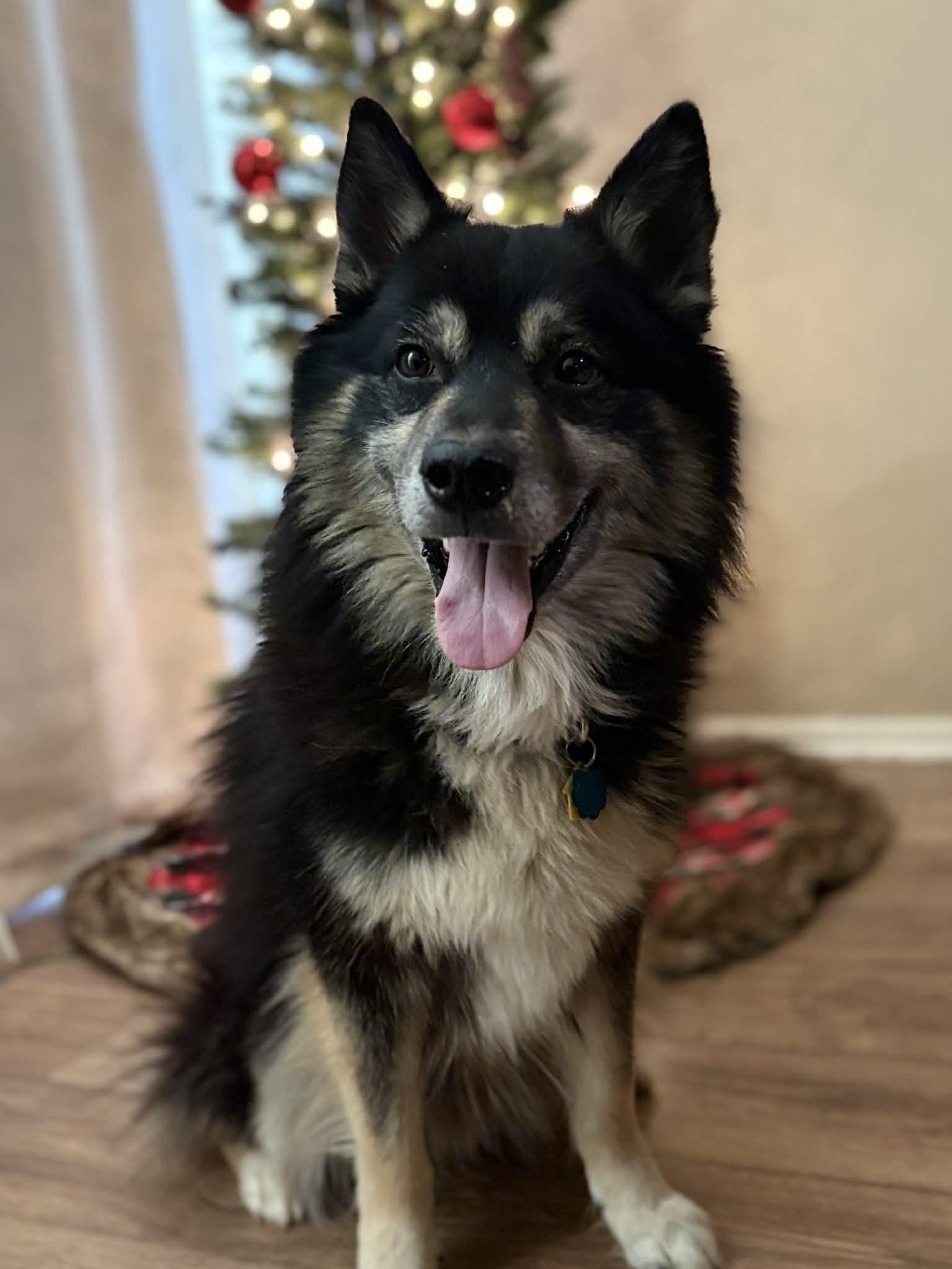 Fluke, ADOPTABLE, Adult Male Alaskan Malamute.