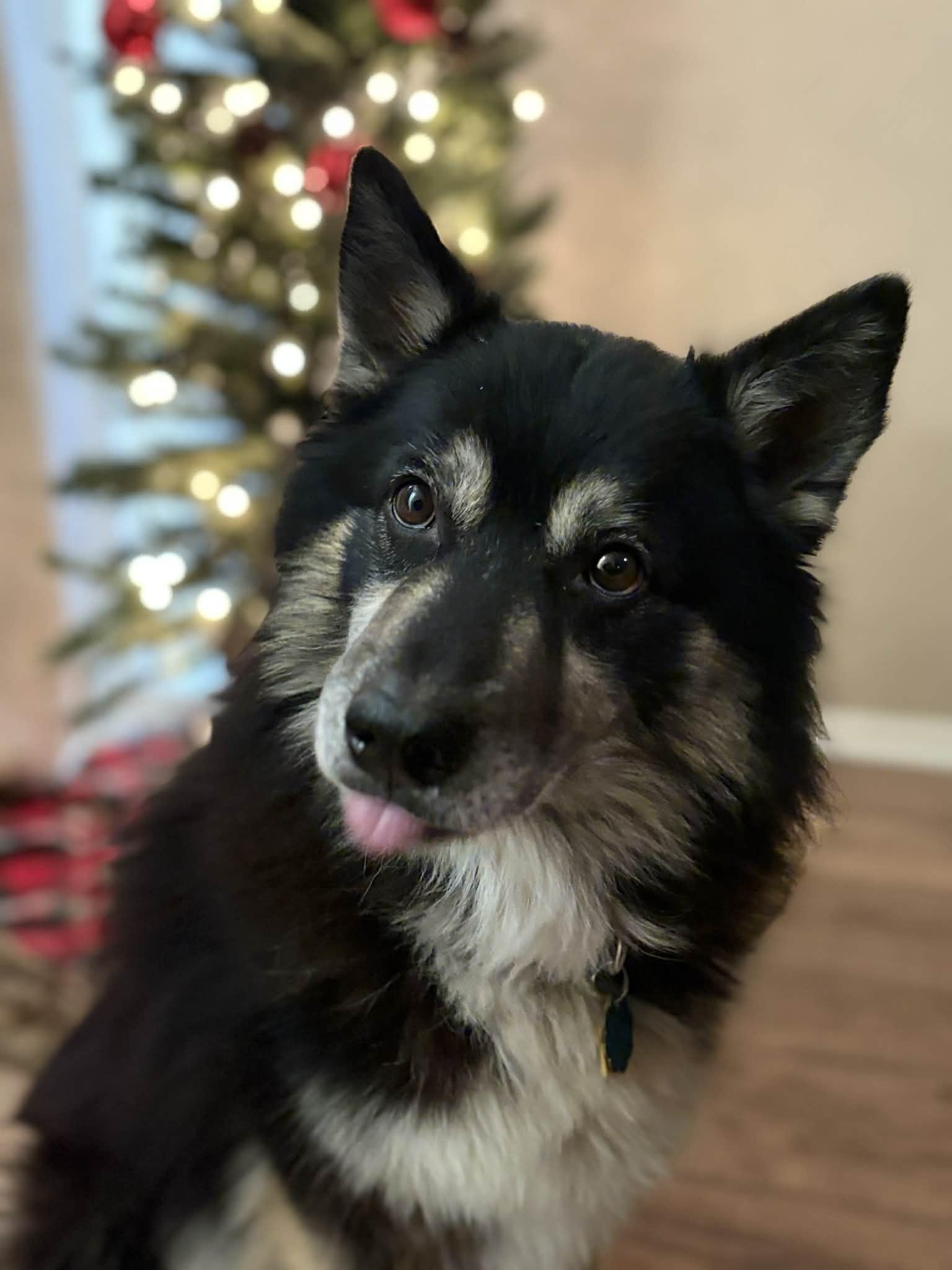 Enlarge Fluke, a ADOPTABLE mixed breed in Piedmont, OK image 2/4