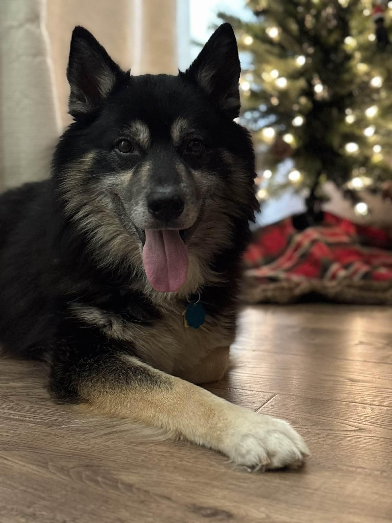Enlarge Fluke, a ADOPTABLE mixed breed in Piedmont, OK image 4/4