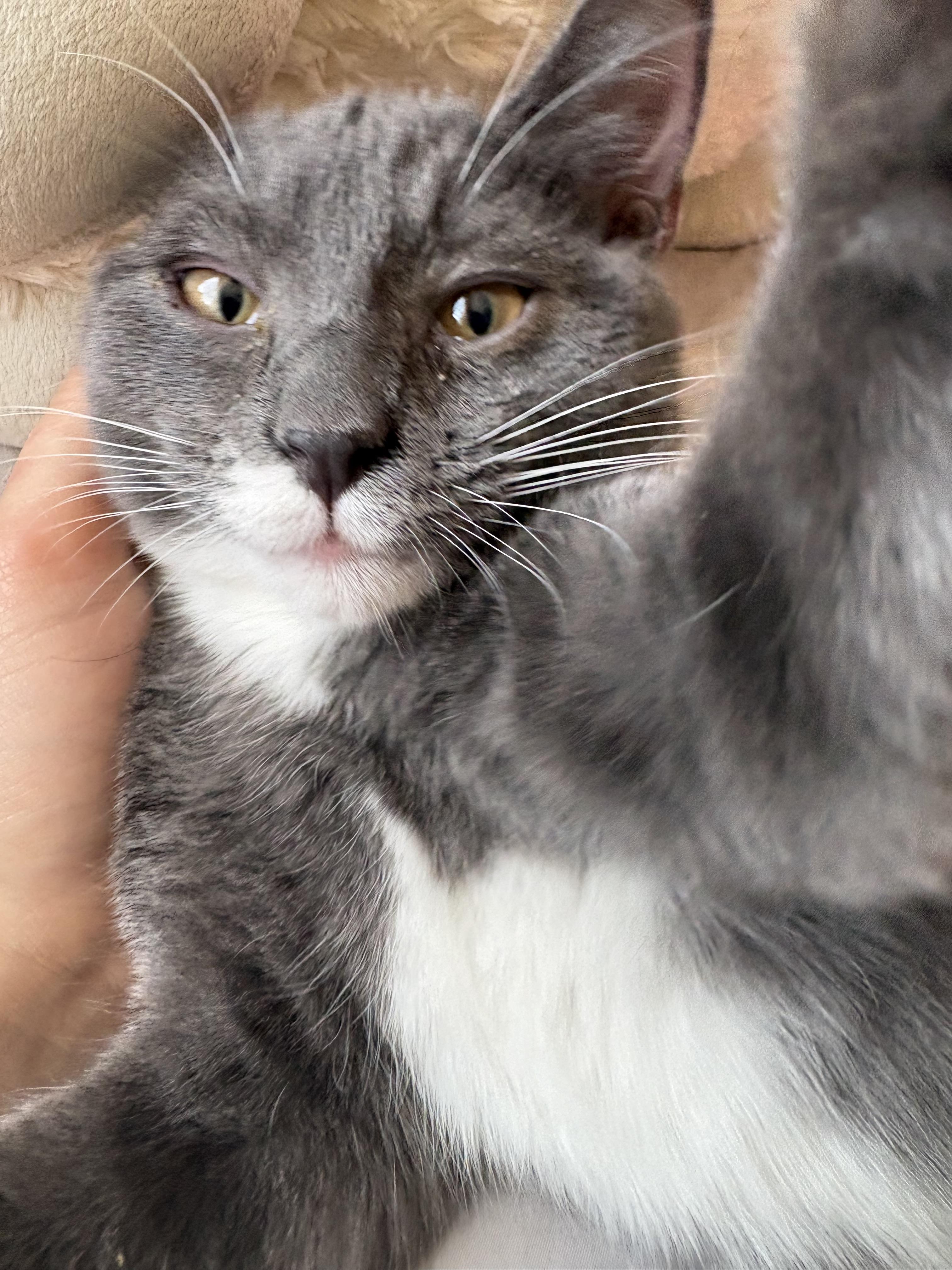 Enlarge Eevee, a ADOPTABLE mixed breed in Albuquerque, NM image 1/2