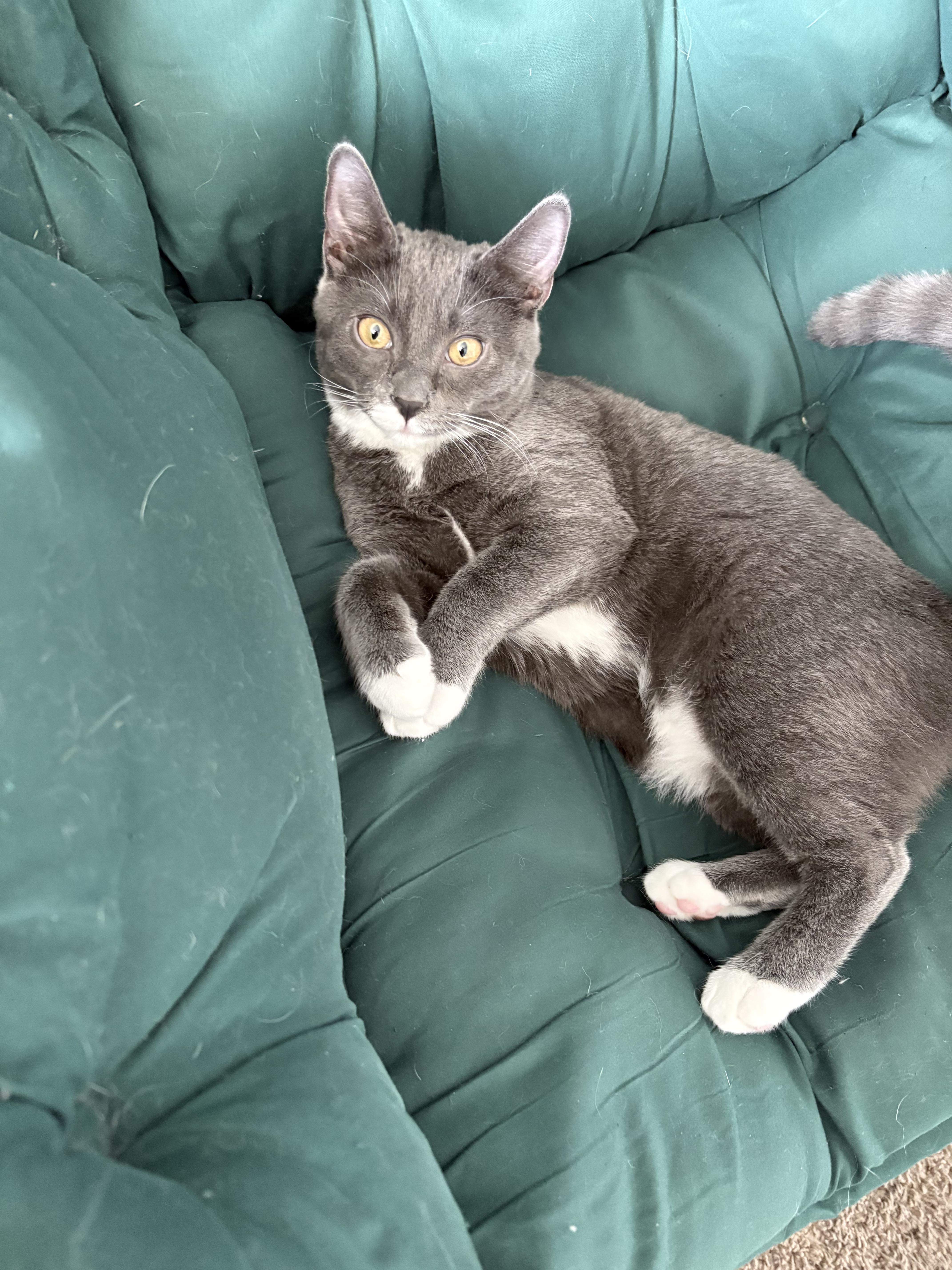 Enlarge Eevee, a ADOPTABLE mixed breed in Albuquerque, NM image 2/2