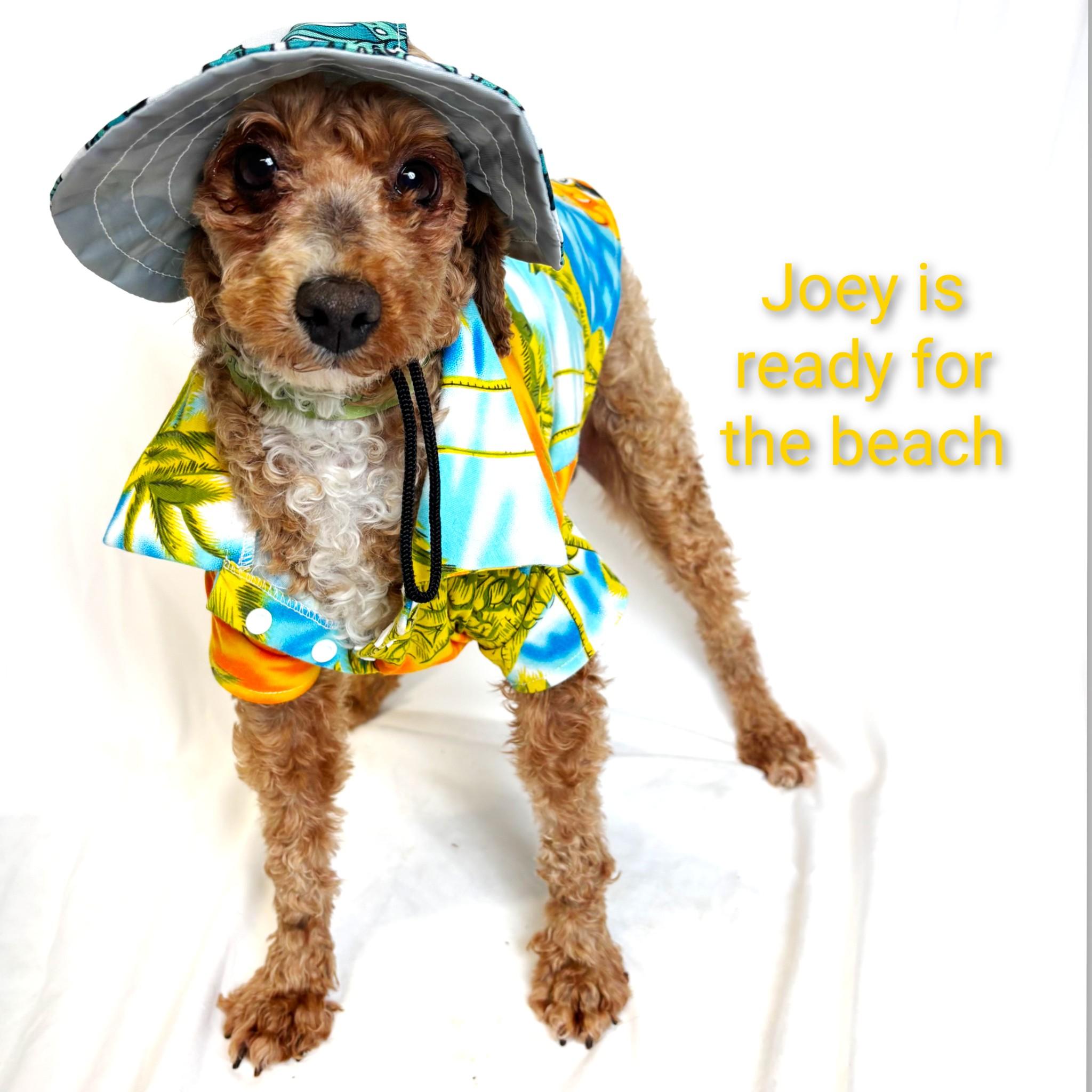Enlarge Joey, an adoptable Miniature Poodle in Fredericksburg, VA image 5/6