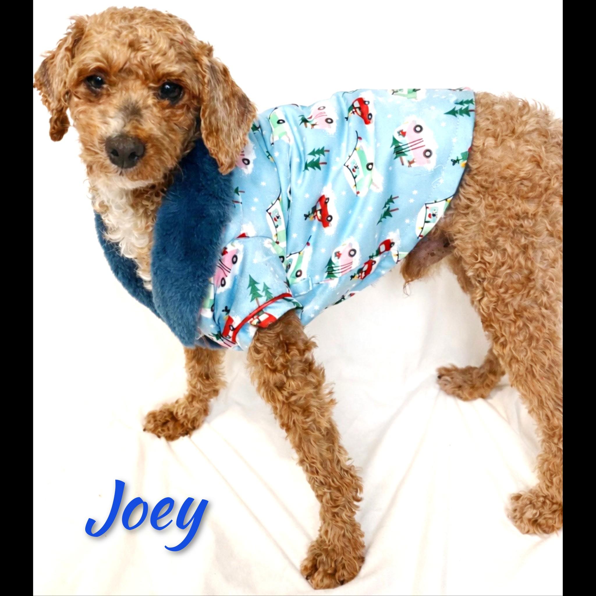 Enlarge Joey, an adoptable Miniature Poodle in Fredericksburg, VA image 1/6