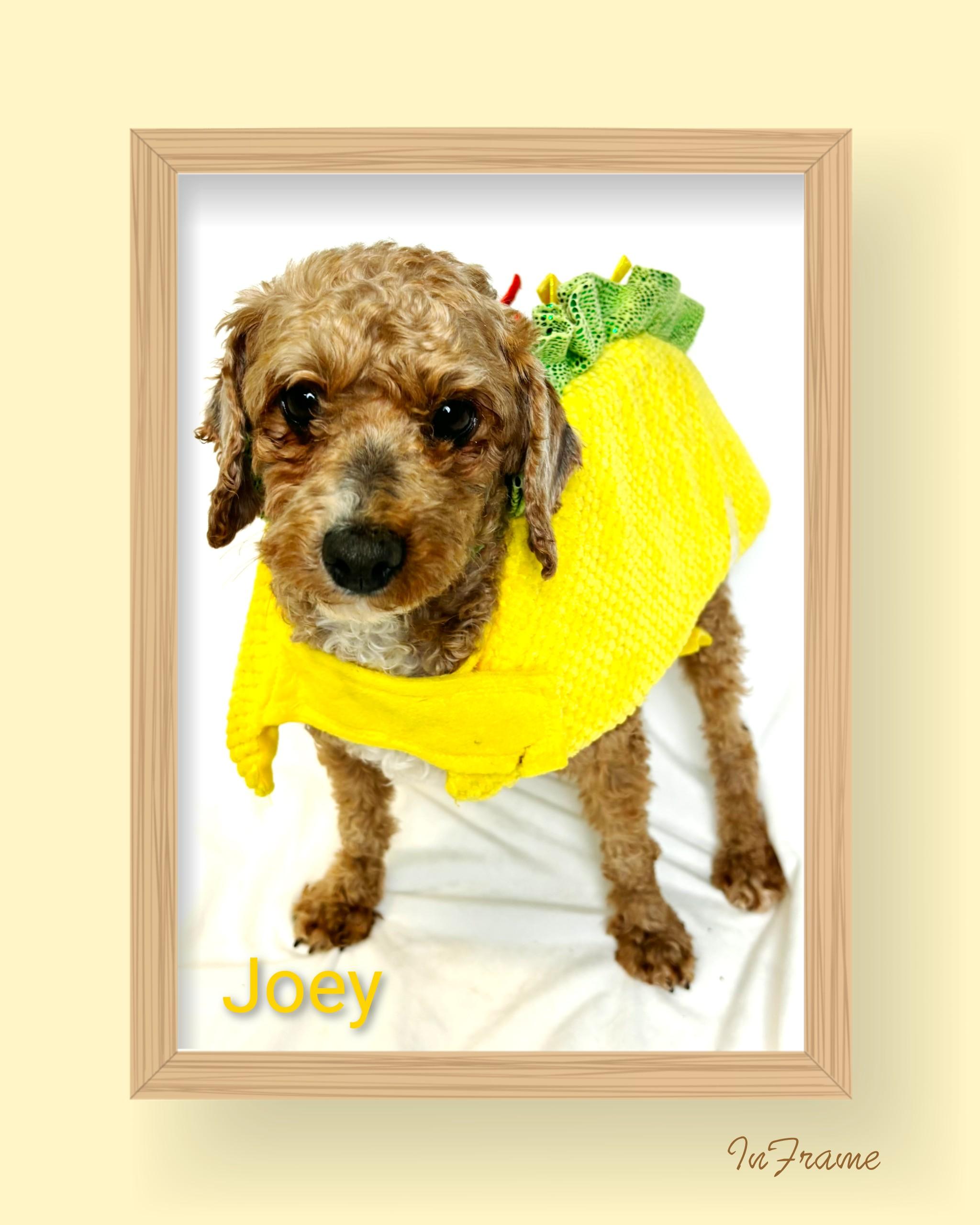Enlarge Joey, an adoptable Miniature Poodle in Fredericksburg, VA image 3/6