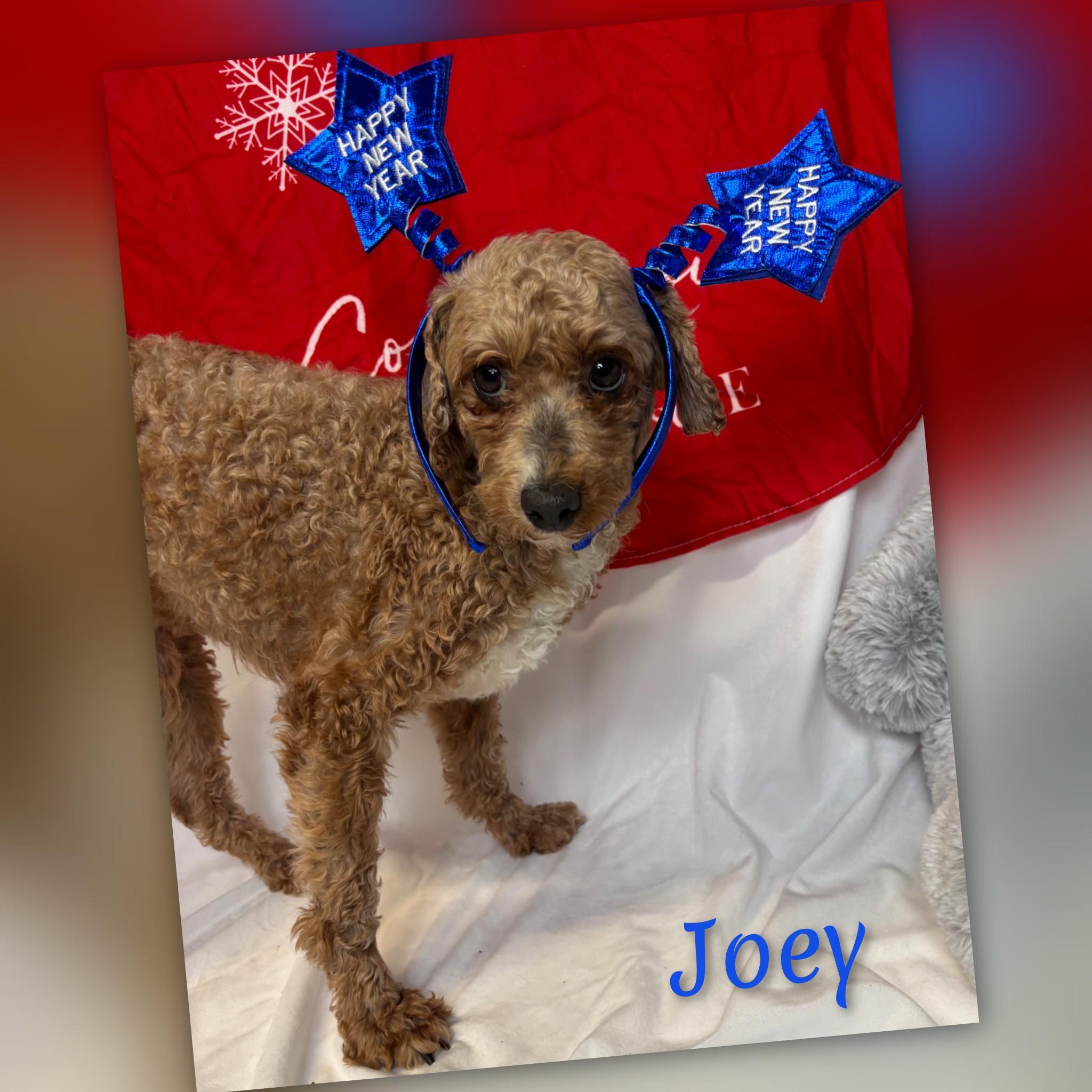 Enlarge Joey, an adoptable Miniature Poodle in Fredericksburg, VA image 6/6