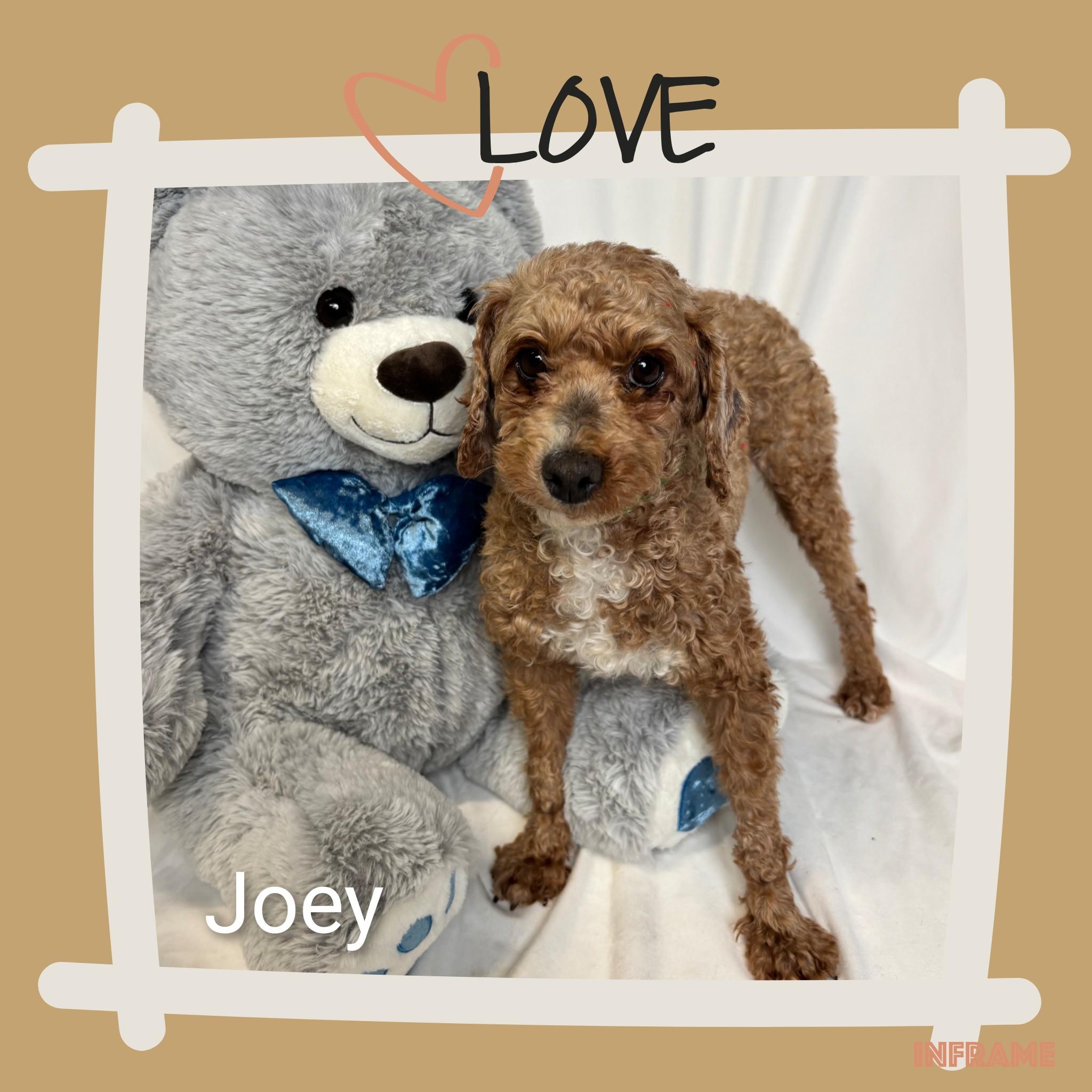 Enlarge Joey, an adoptable Miniature Poodle in Fredericksburg, VA image 2/6