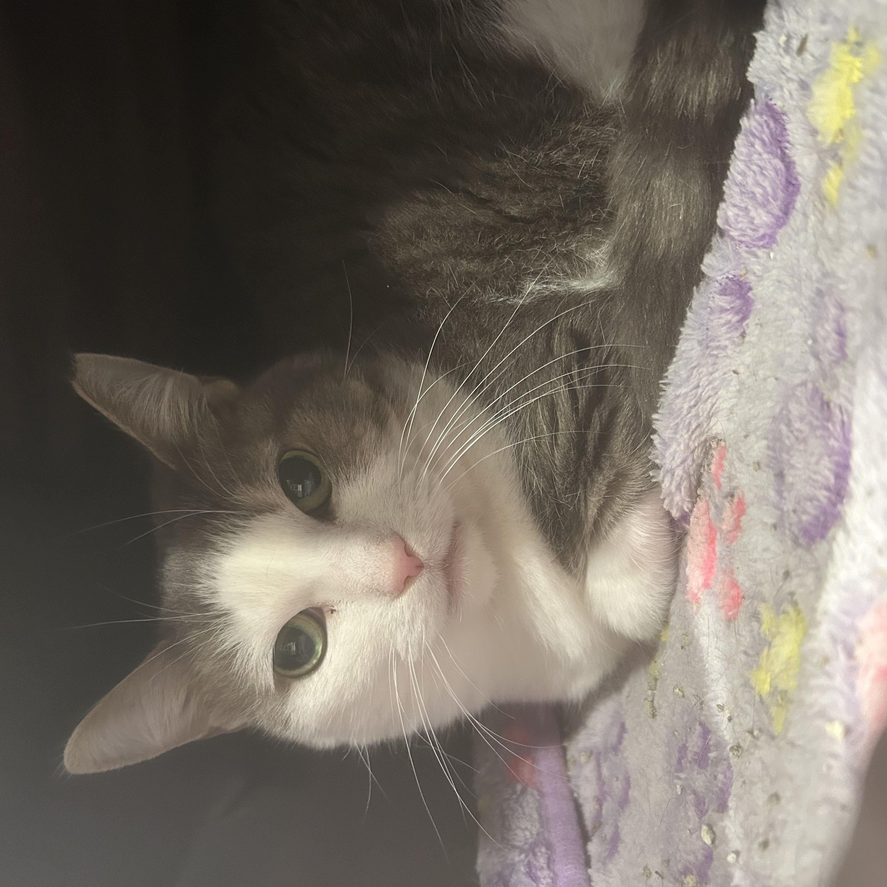 Enlarge Bandit, a Adoptable Domestic Short Hair in Brantford, ON image 3/4