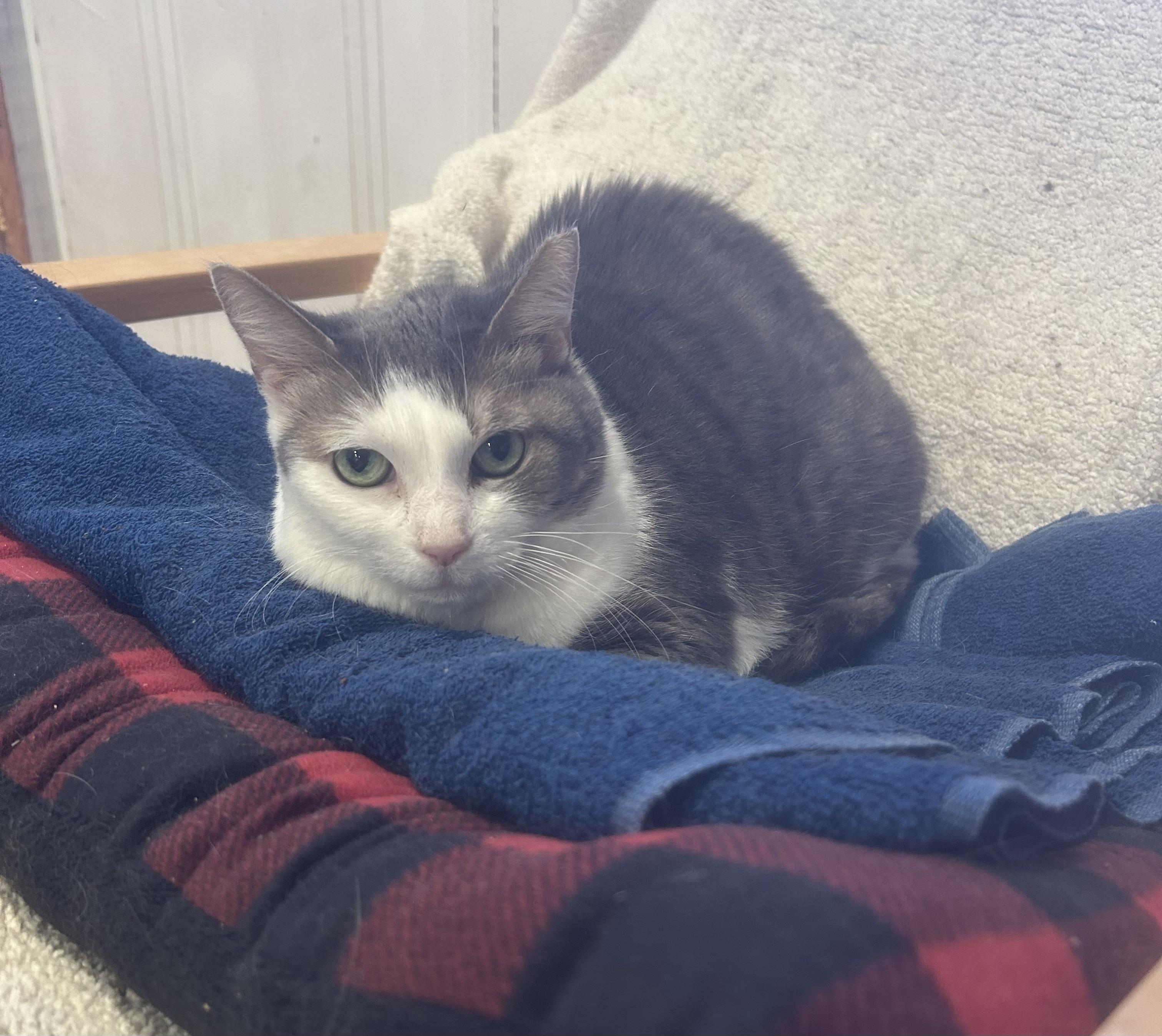 Enlarge Bandit, a Adoptable Domestic Short Hair in Brantford, ON image 4/4