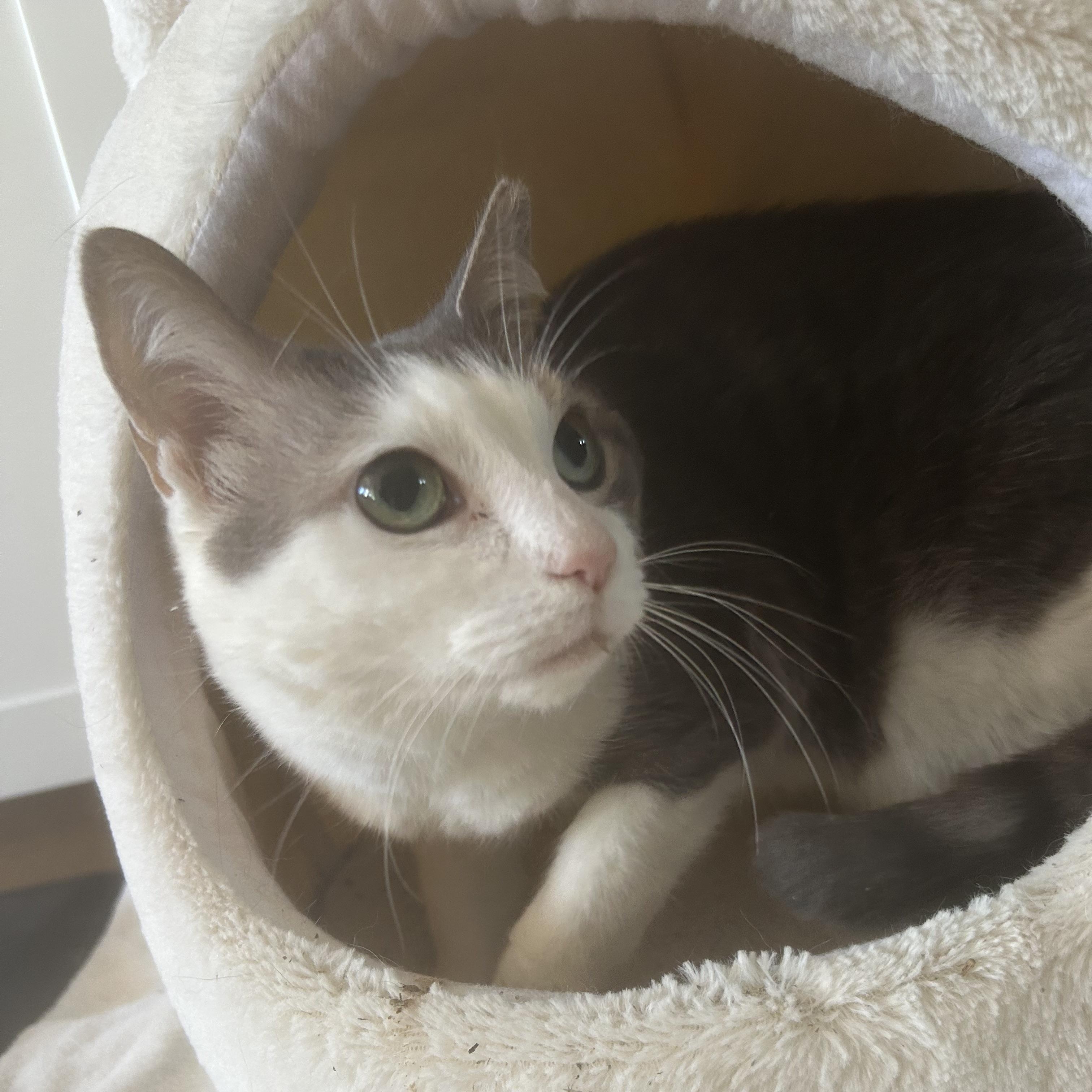 Enlarge Bandit, a Adoptable Domestic Short Hair in Brantford, ON image 1/4