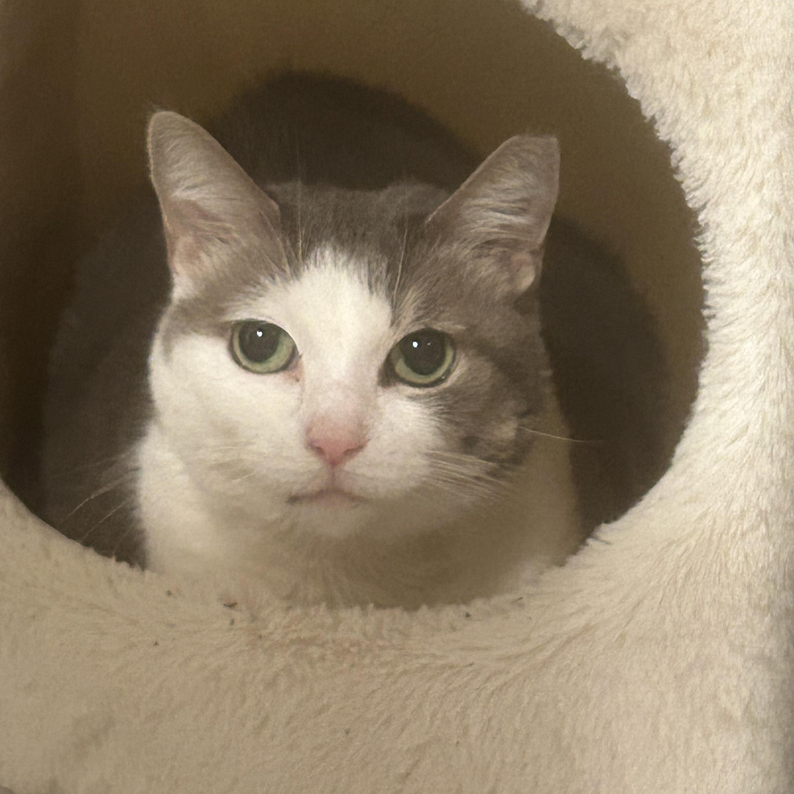 Enlarge Bandit, a Adoptable Domestic Short Hair in Brantford, ON image 2/4
