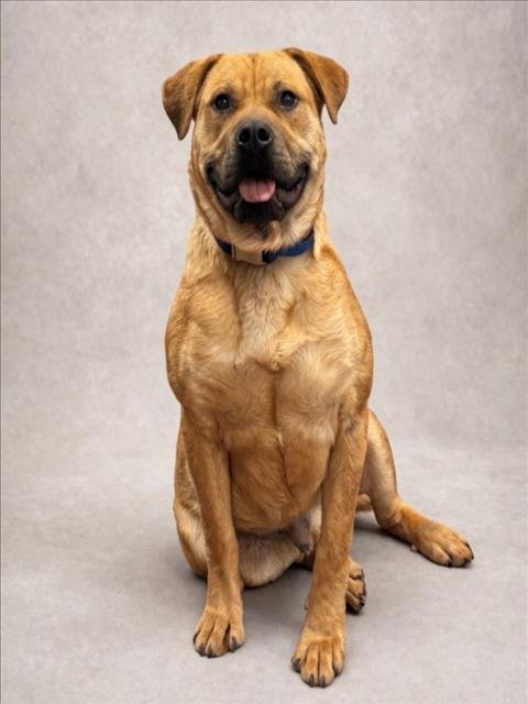 HERCULES, Adoptable, Young Male Pit Bull Terrier & Labrador Retriever.