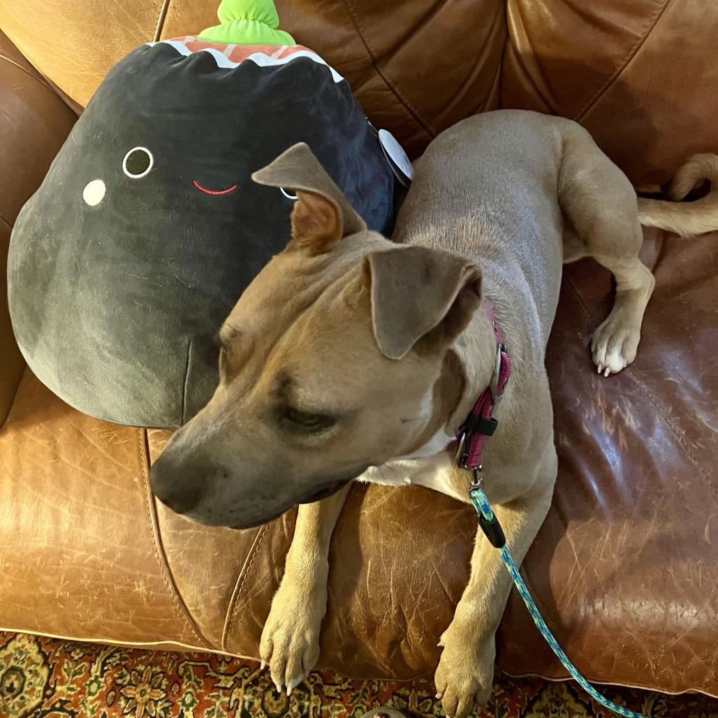 Penny, Adoptable, Adult Female Mixed Breed.