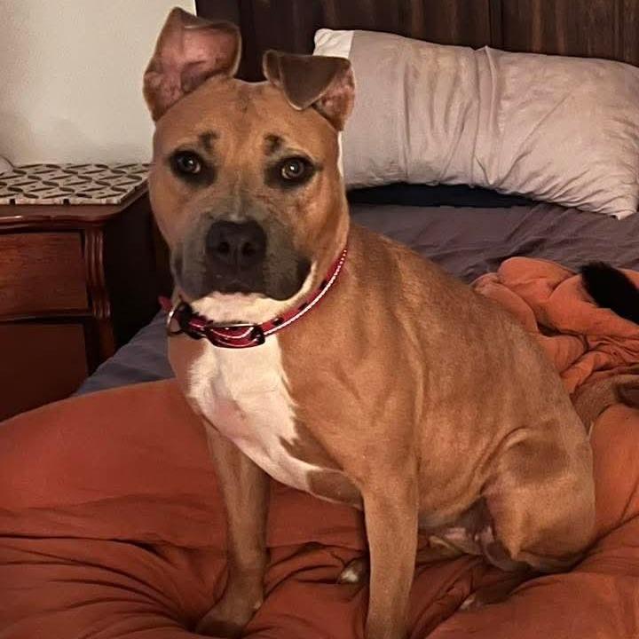 Enlarge Penny, a Adoptable Mixed Breed in Huntsville, AL image 2/5