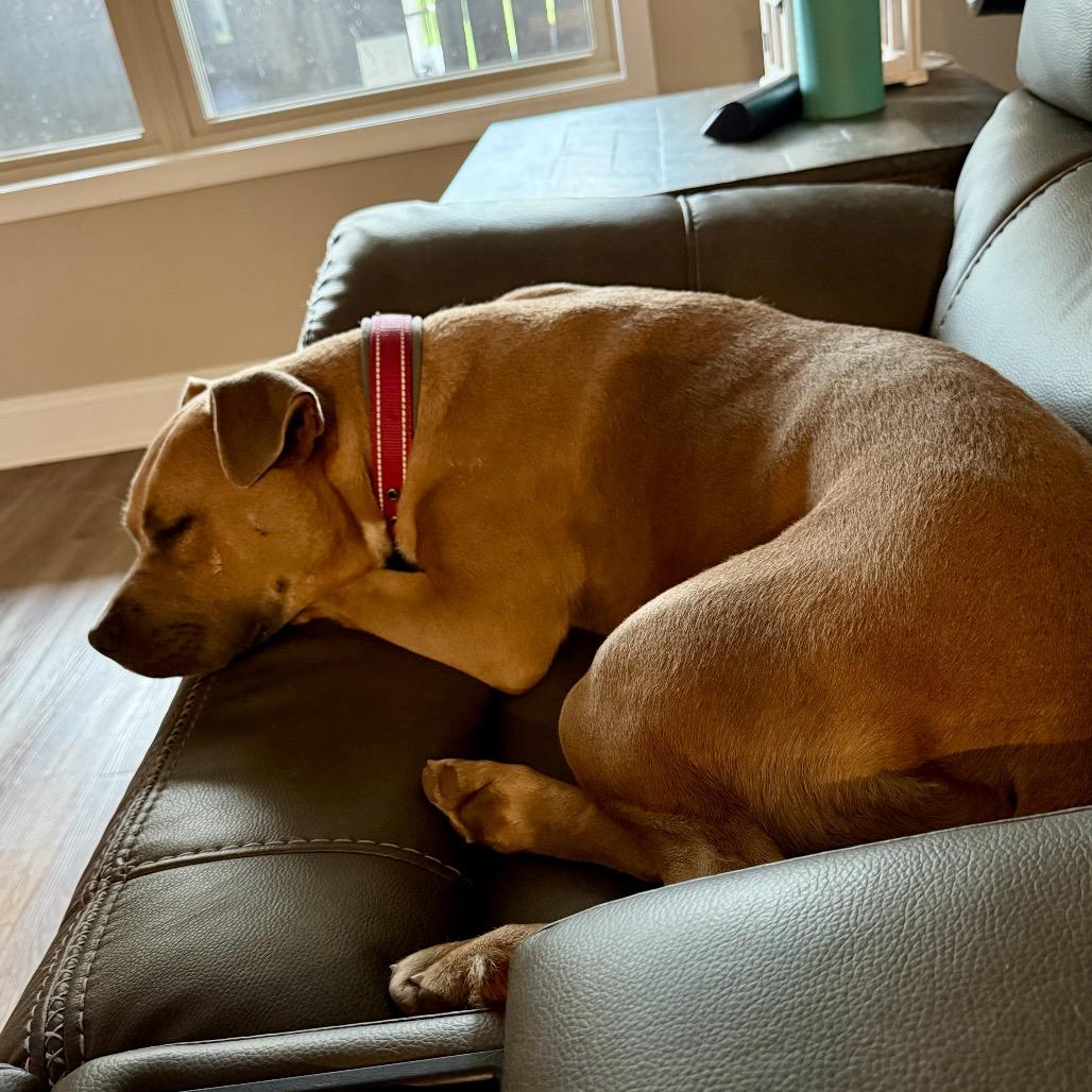 Enlarge Penny, a Adoptable Mixed Breed in Huntsville, AL image 3/5