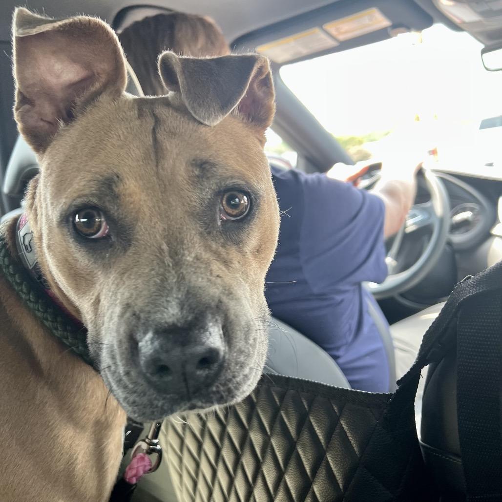 Enlarge Penny, a Adoptable Mixed Breed in Huntsville, AL image 4/5