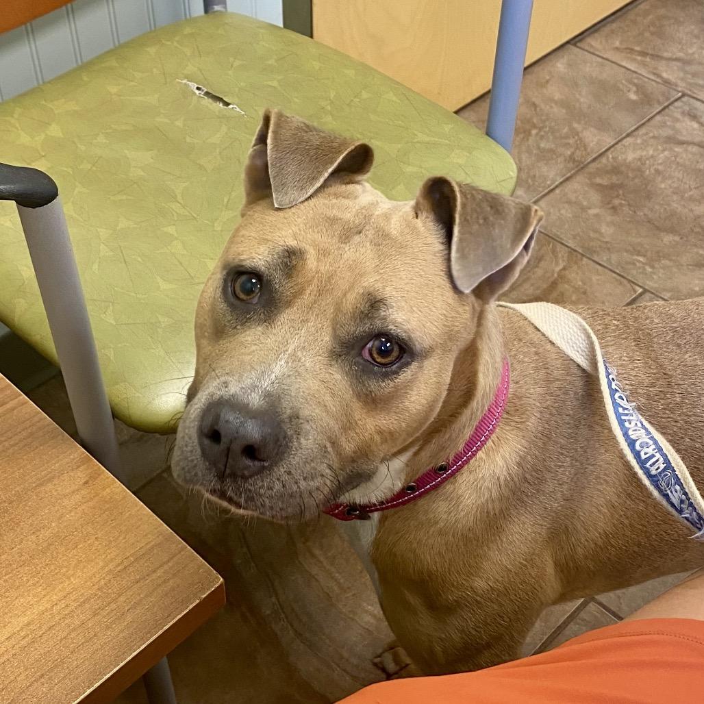 Enlarge Penny, a Adoptable Mixed Breed in Huntsville, AL image 5/5