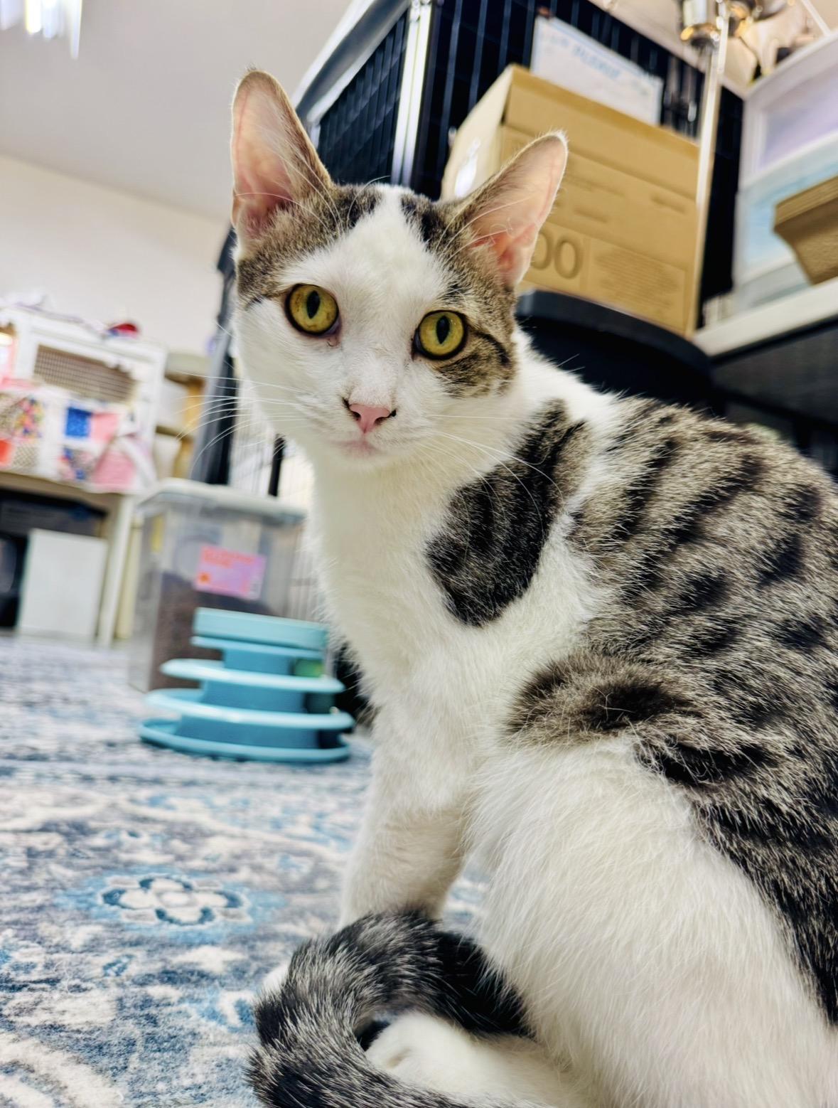 Koda, Adoptable, Young Male Domestic Short Hair.