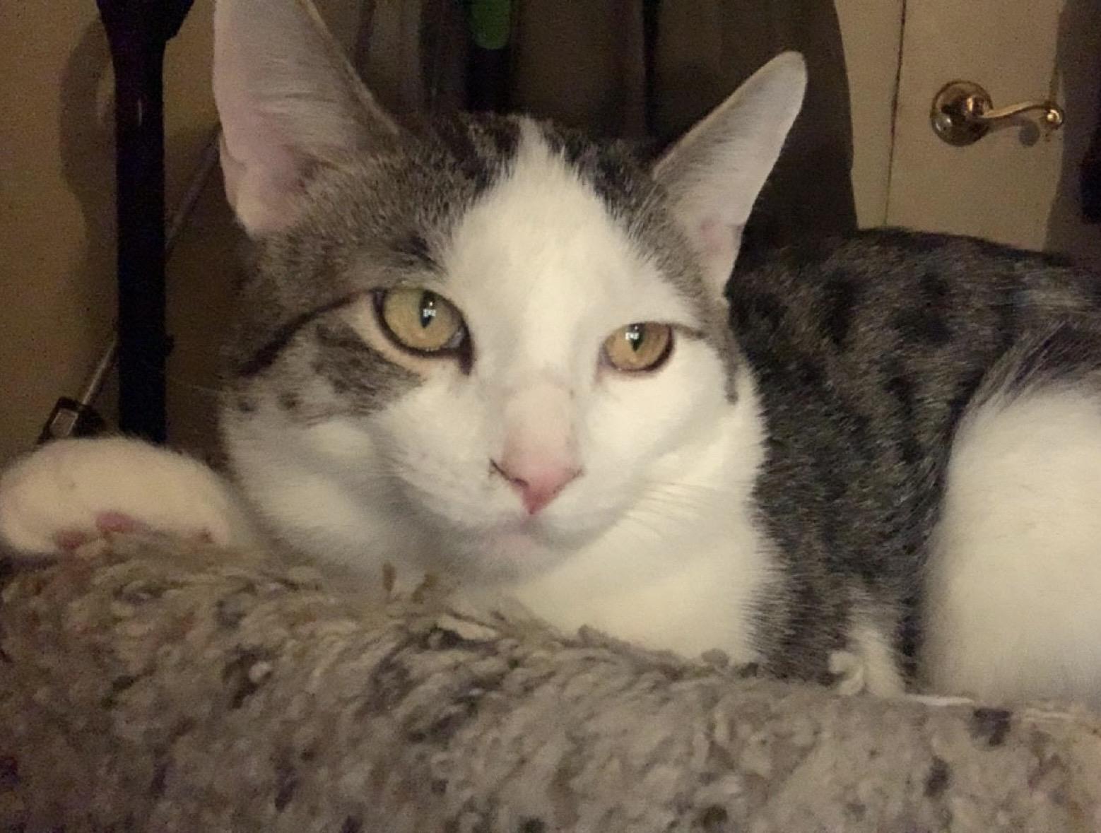 Enlarge Koda, a Adoptable Domestic Short Hair in Wasilla, AK image 1/1
