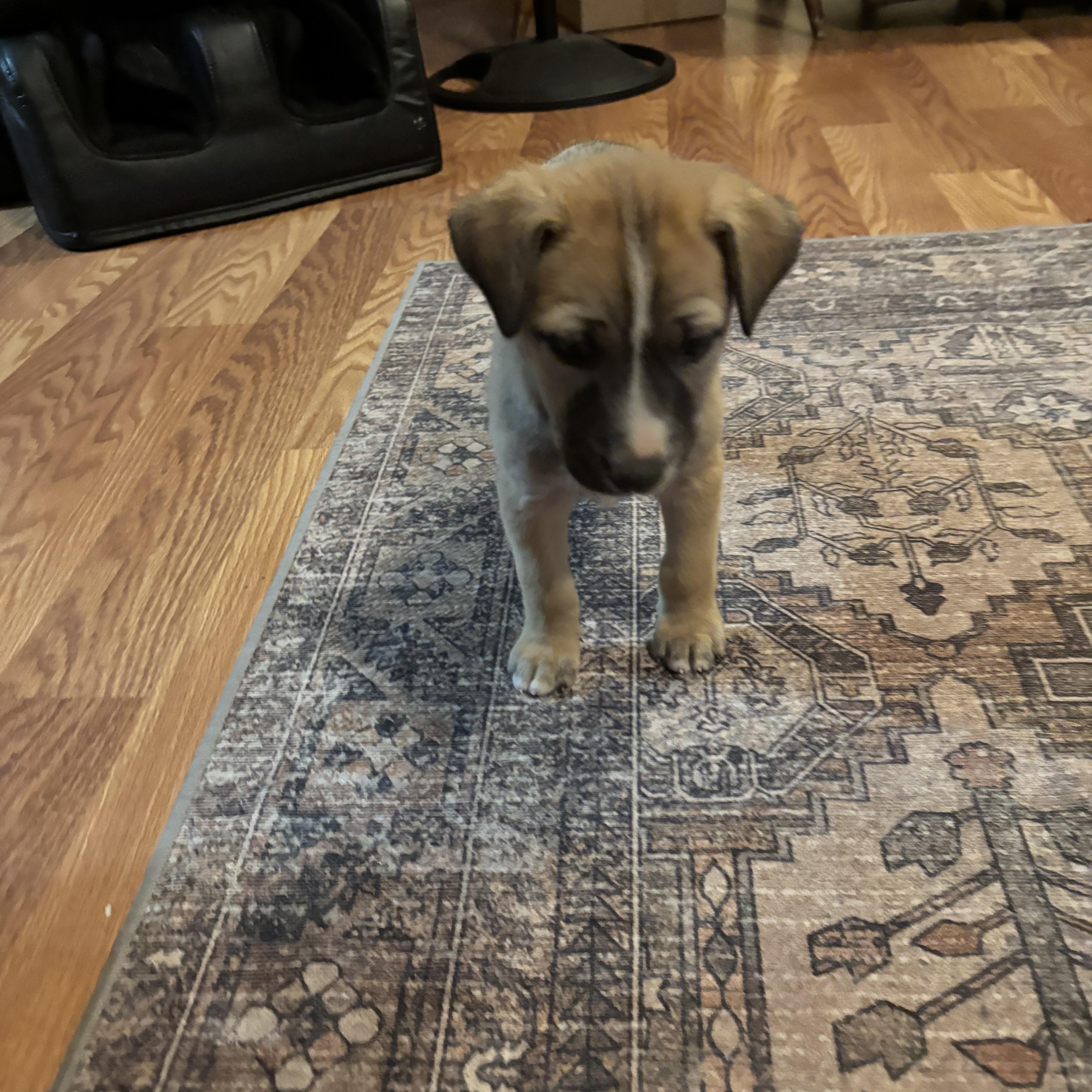 Trash Panda thumbnail 5