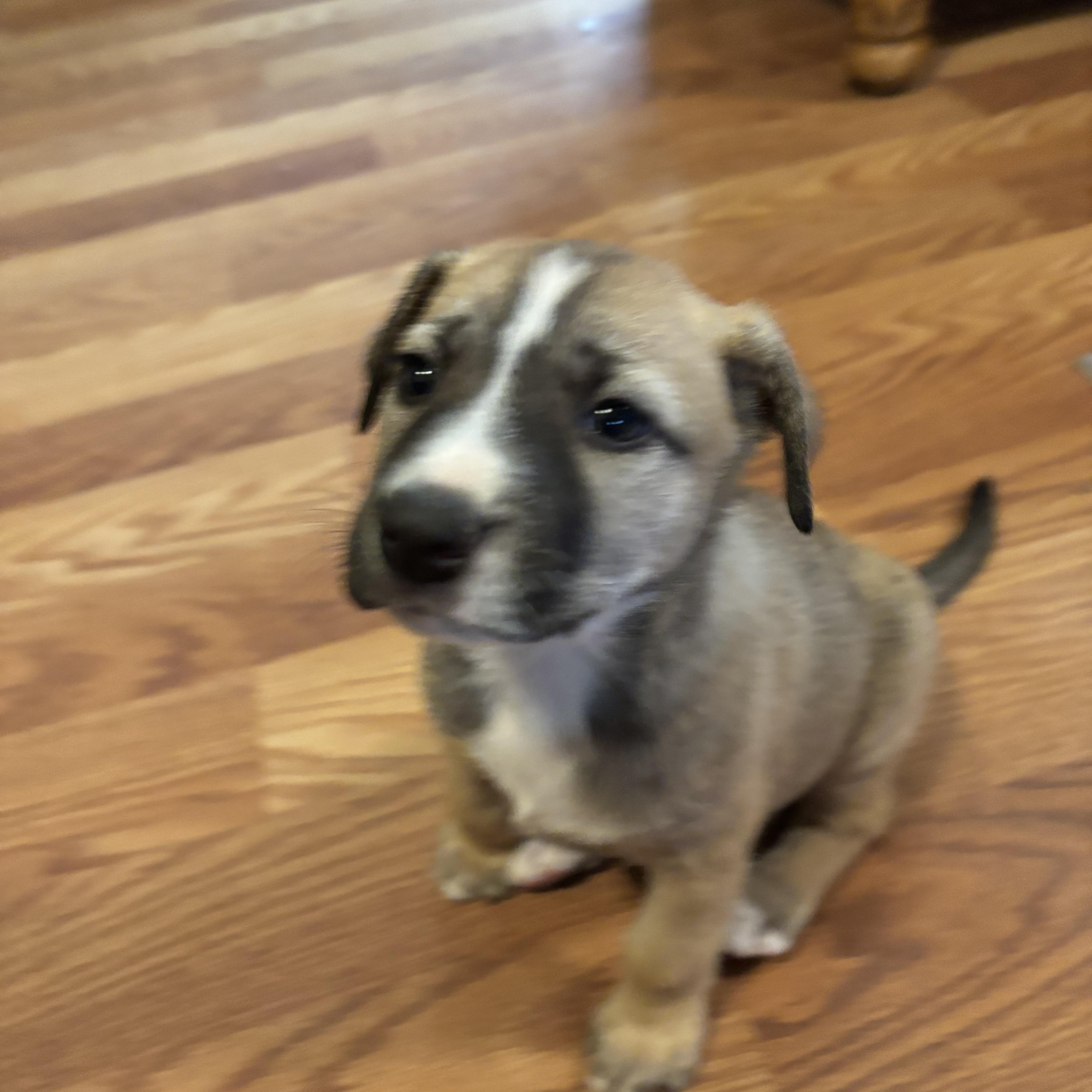 Trash Panda thumbnail 3