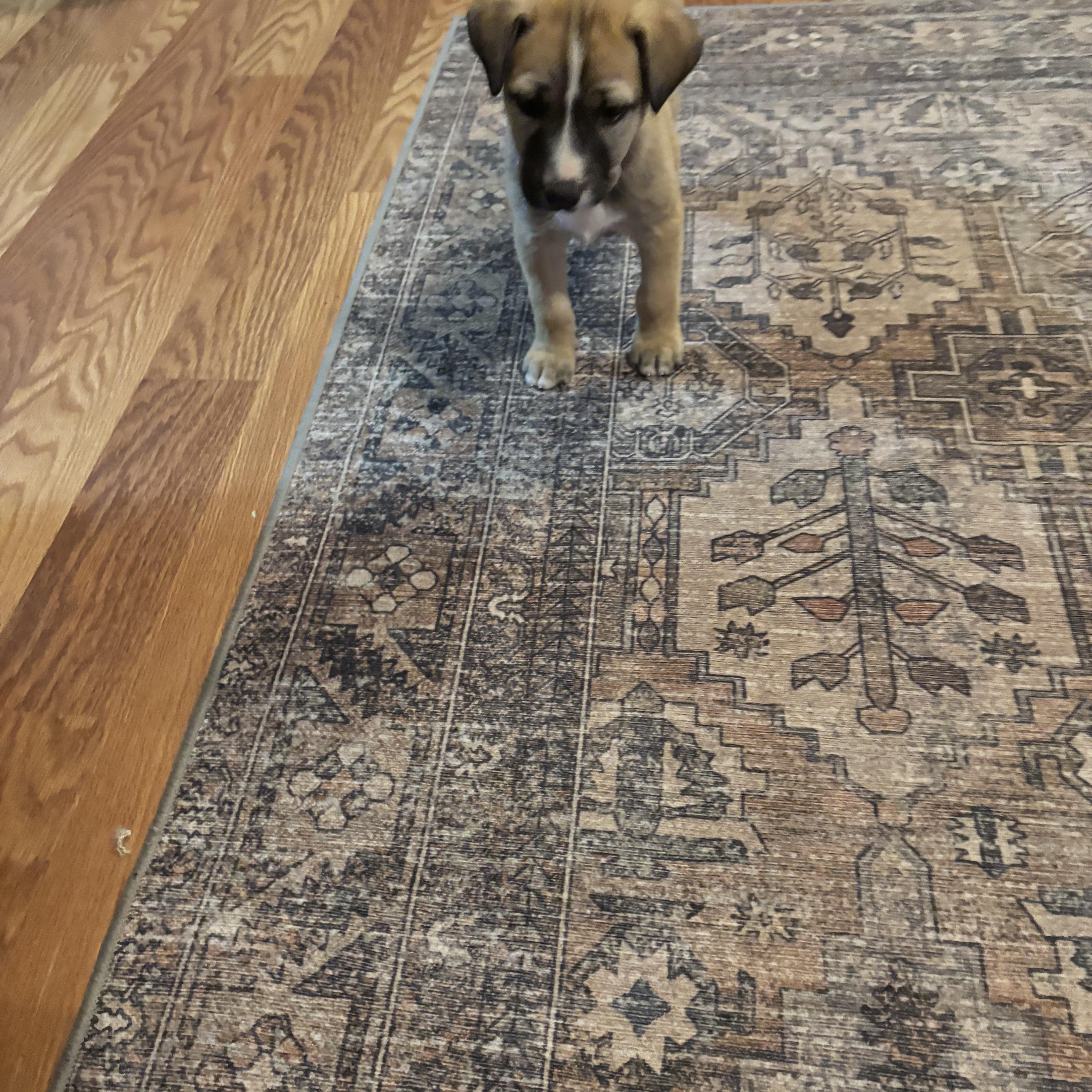 Trash Panda thumbnail 6