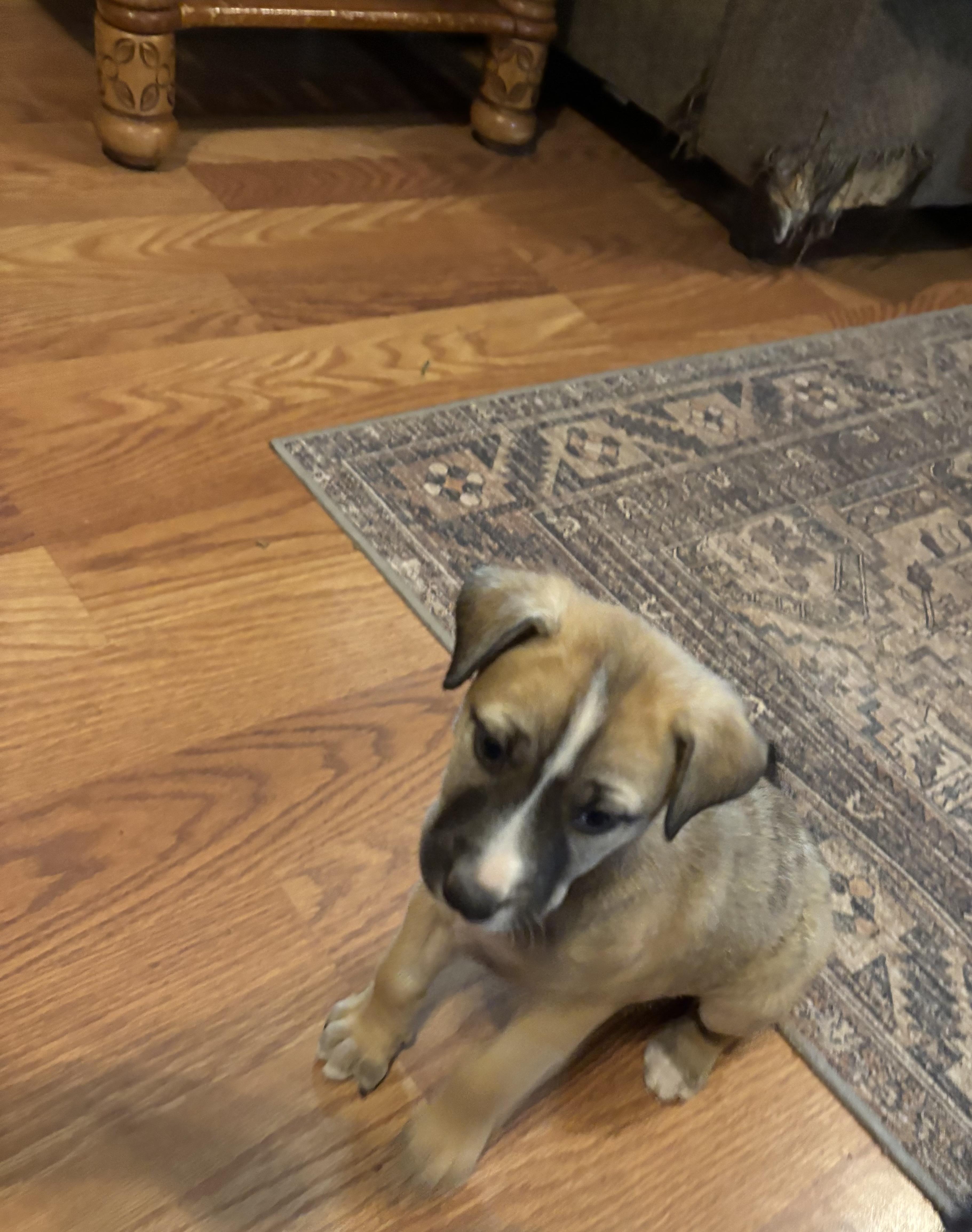 Trash Panda thumbnail 2