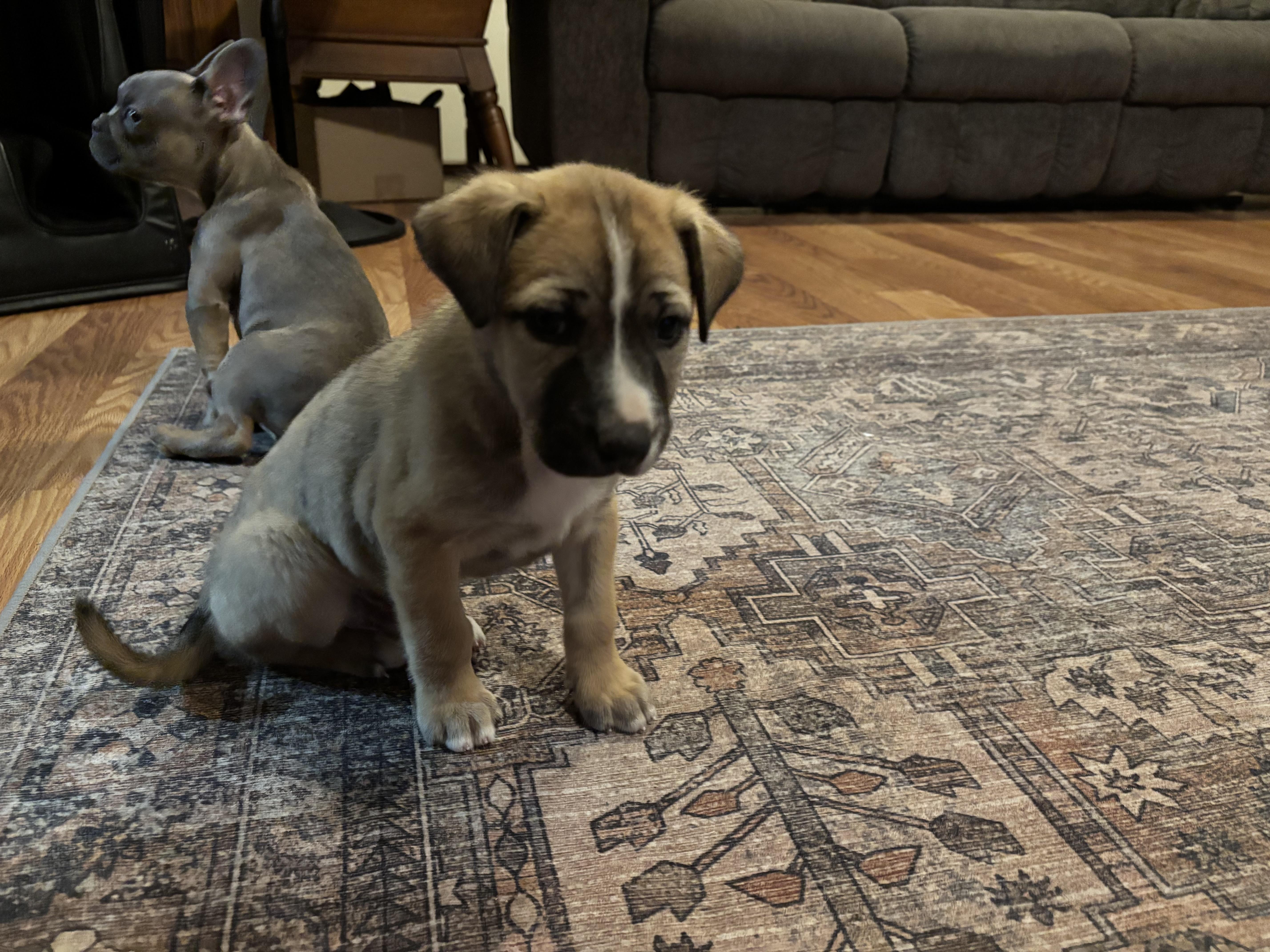 Trash Panda thumbnail 4