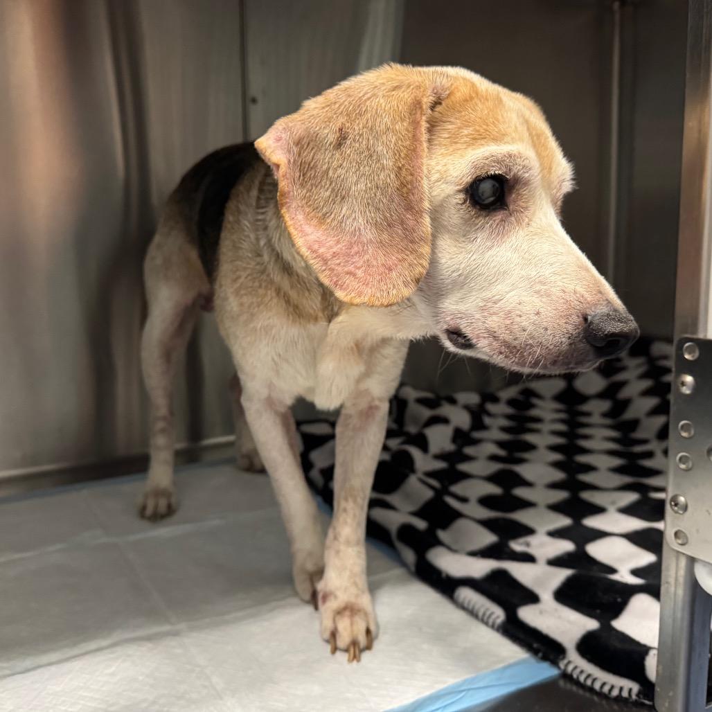 Scooter, Adoptable, Senior Male Beagle.