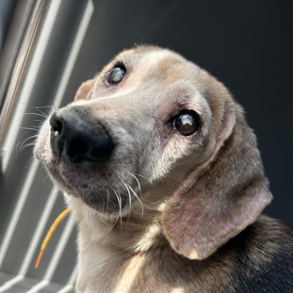 Enlarge Scooter, a Adoptable Beagle in Greensboro, NC image 2/3