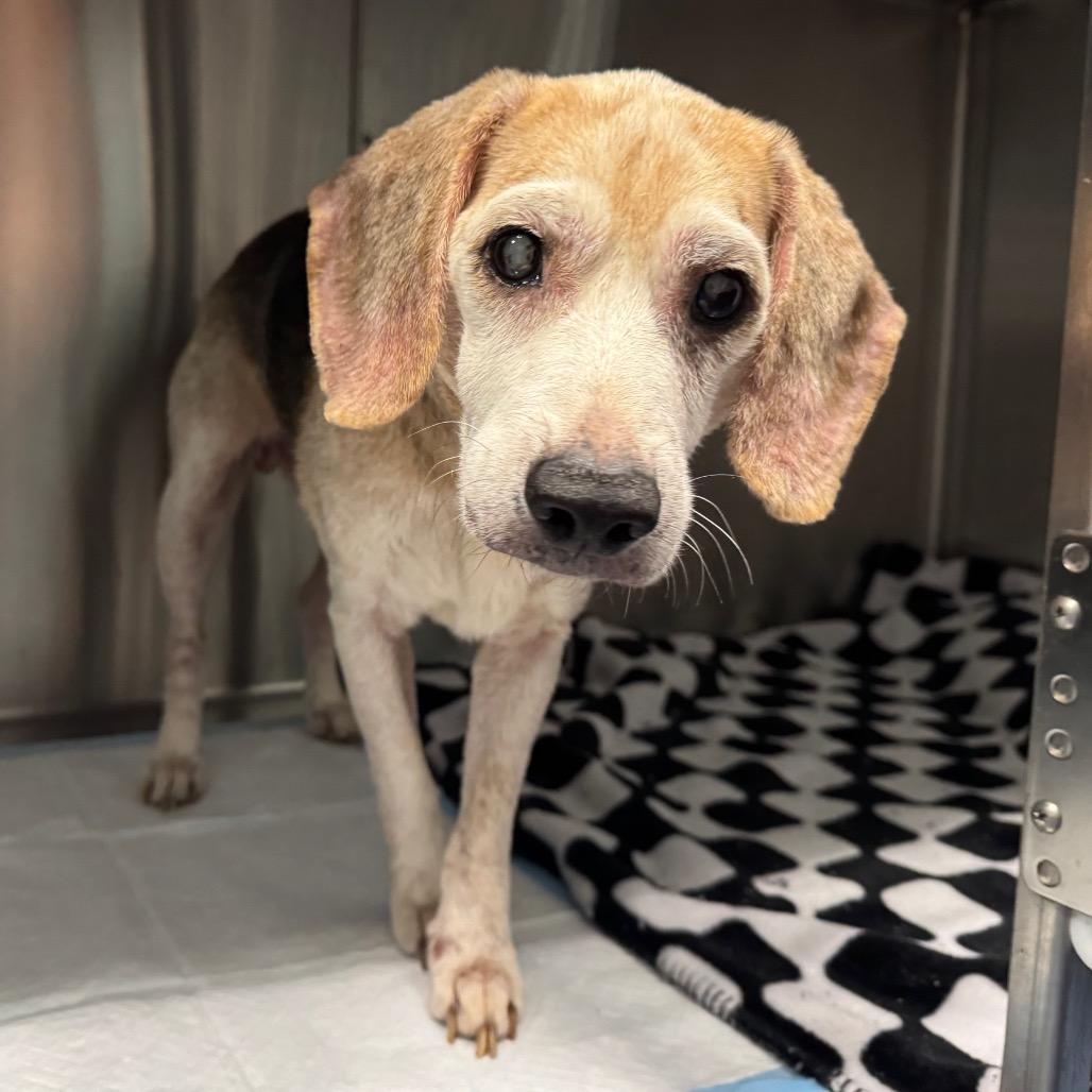 Enlarge Scooter, a Adoptable Beagle in Greensboro, NC image 3/3