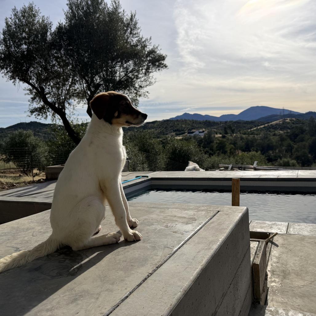 Teddy Roosevelt, a Adoptable Mixed Breed in Sonoma, CA image 2/6