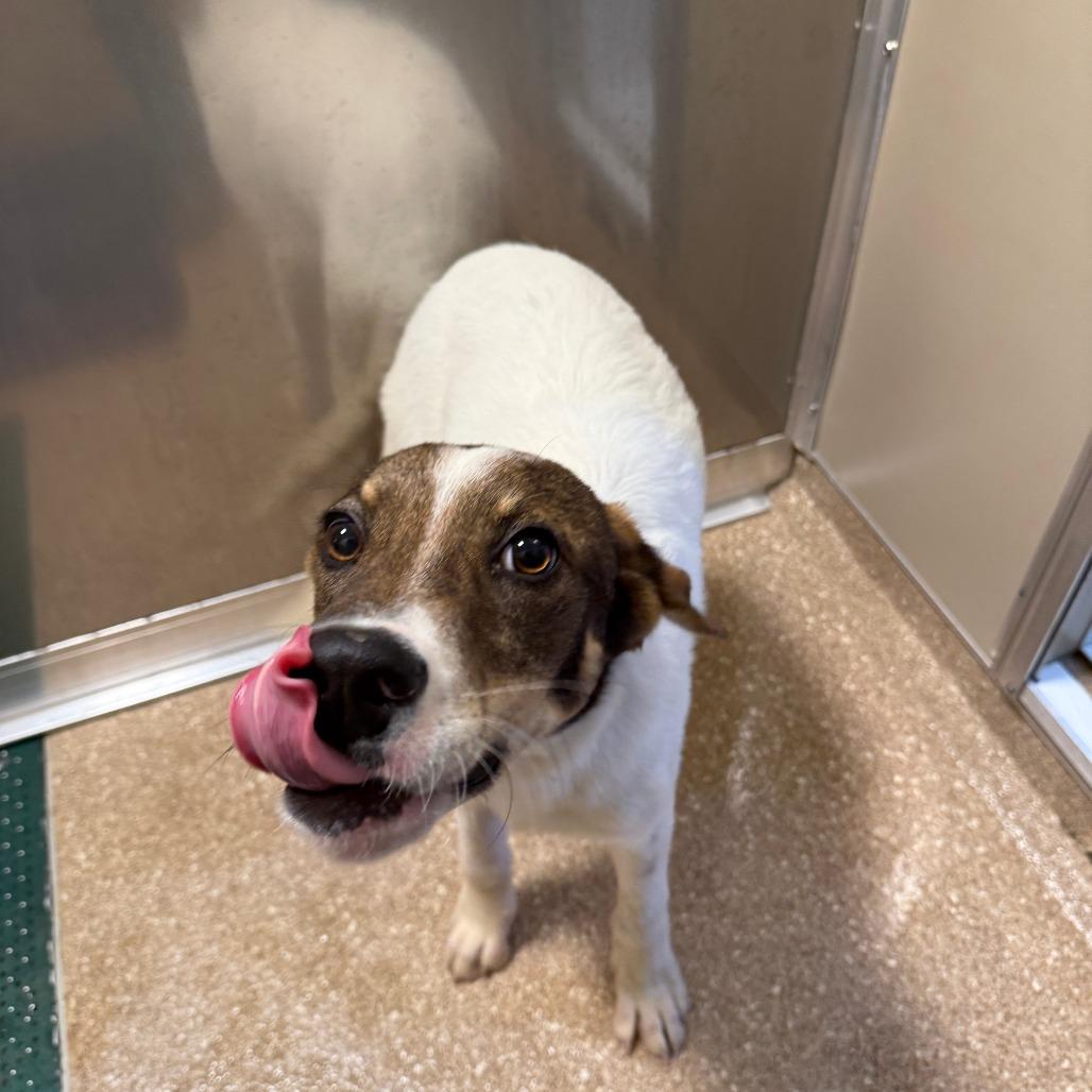 Teddy Roosevelt, a Adoptable Mixed Breed in Sonoma, CA image 3/6