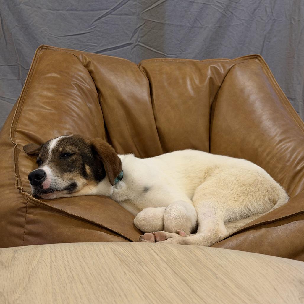 Teddy Roosevelt, a Adoptable Mixed Breed in Sonoma, CA image 4/6