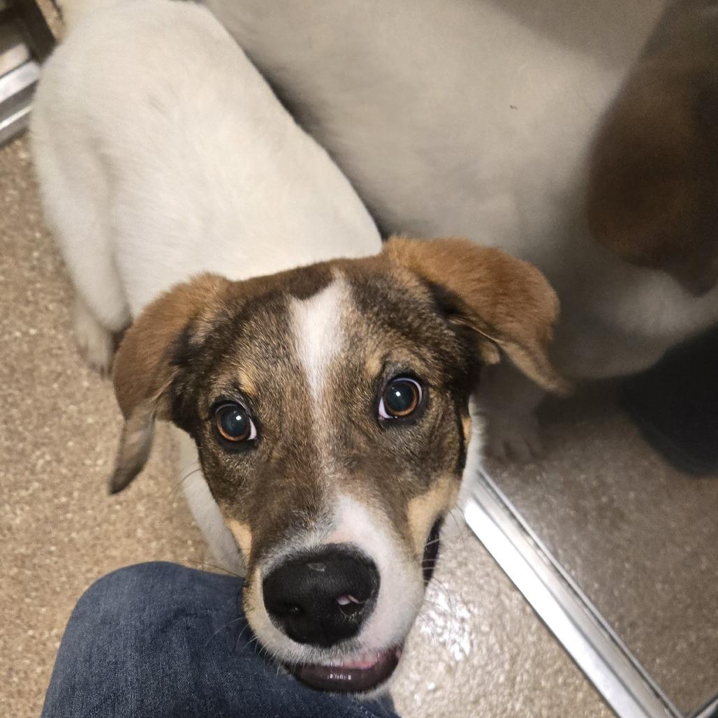 Teddy Roosevelt, a Adoptable Mixed Breed in Sonoma, CA image 5/6
