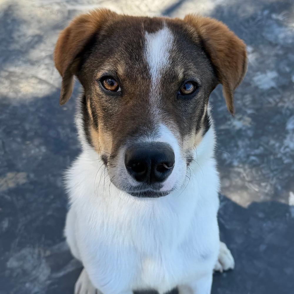 Teddy Roosevelt, a Adoptable Mixed Breed in Sonoma, CA image 6/6