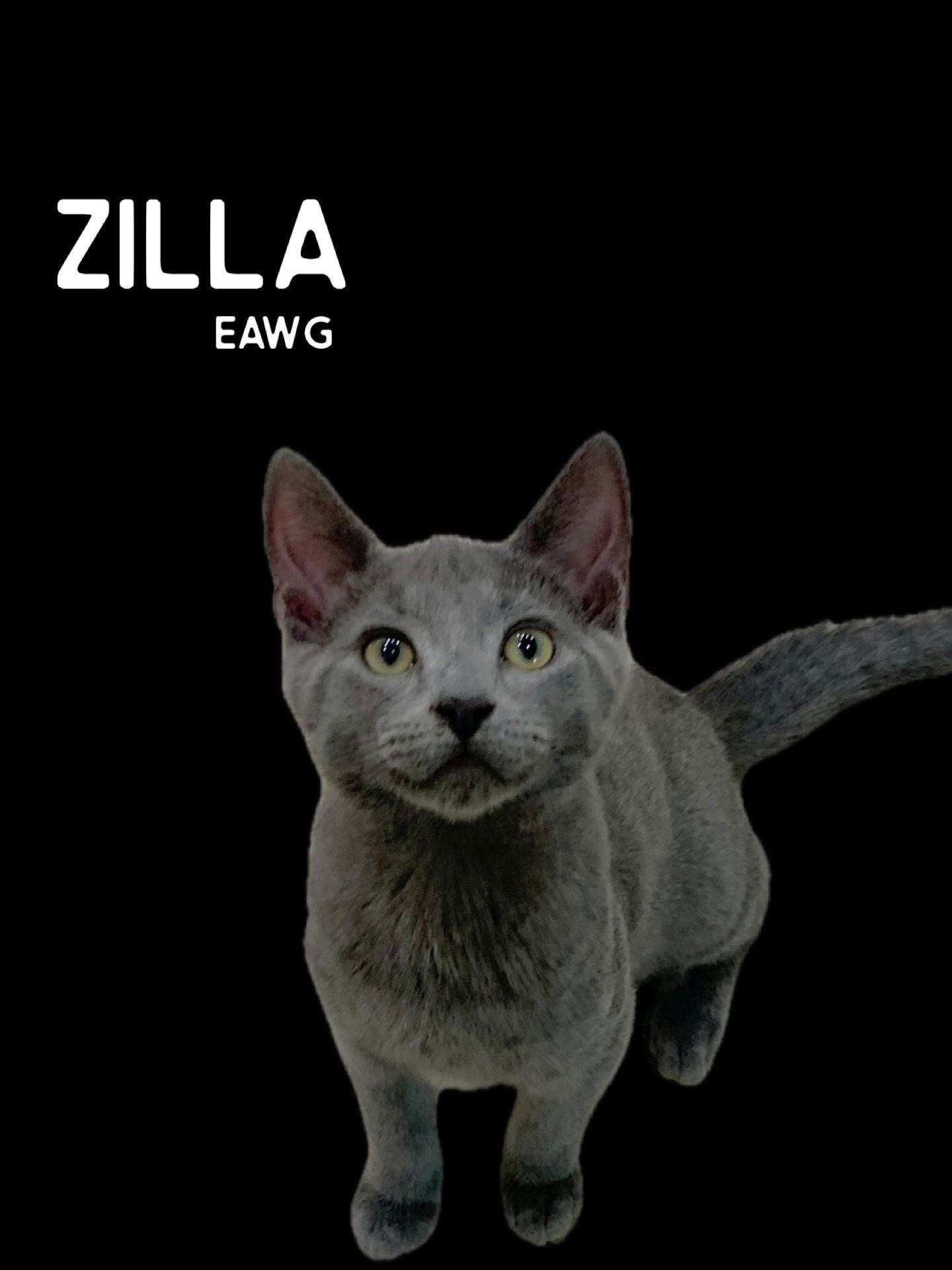 Zilla, Adoptable, Young Male Domestic Short Hair & Russian Blue.